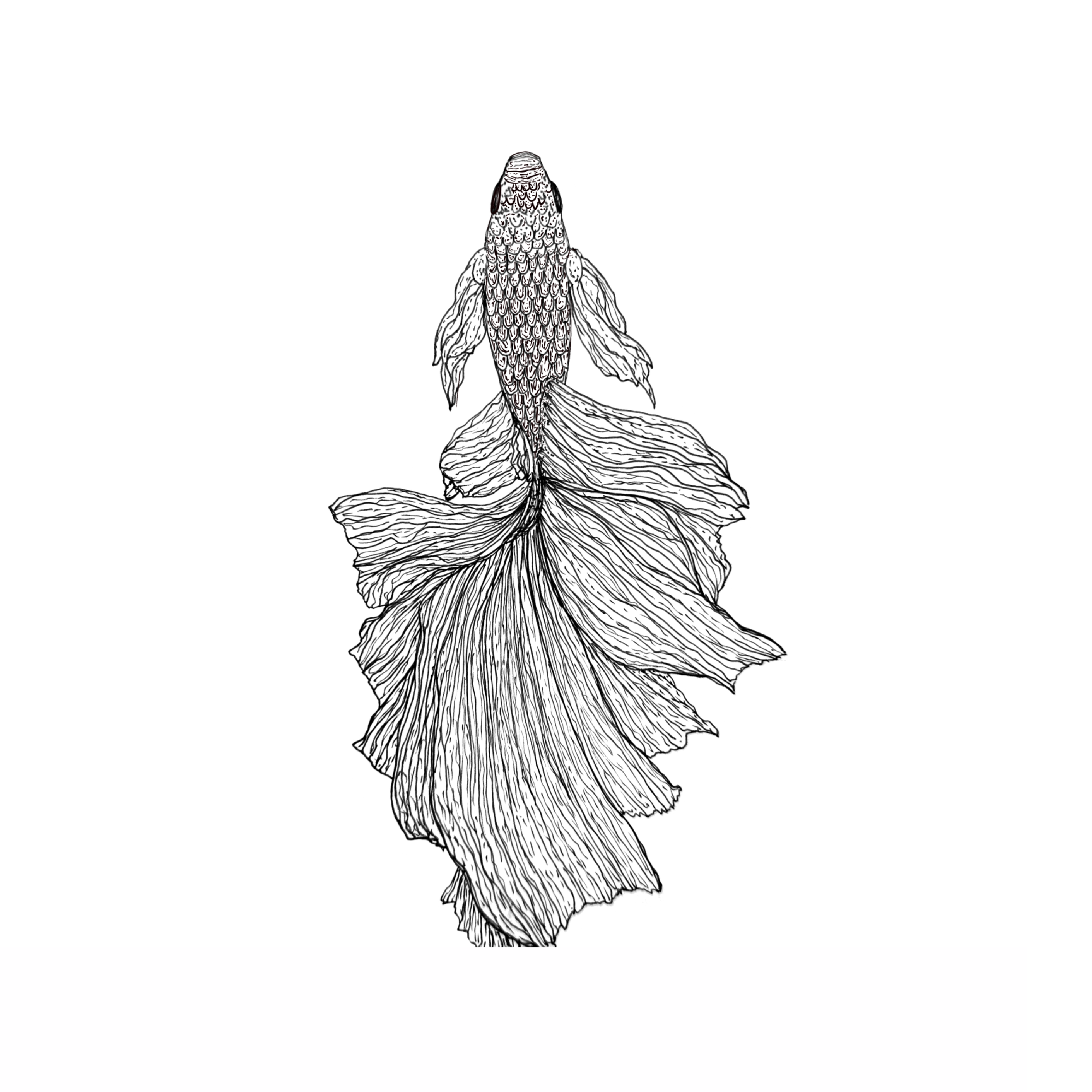 BETA FISH.png