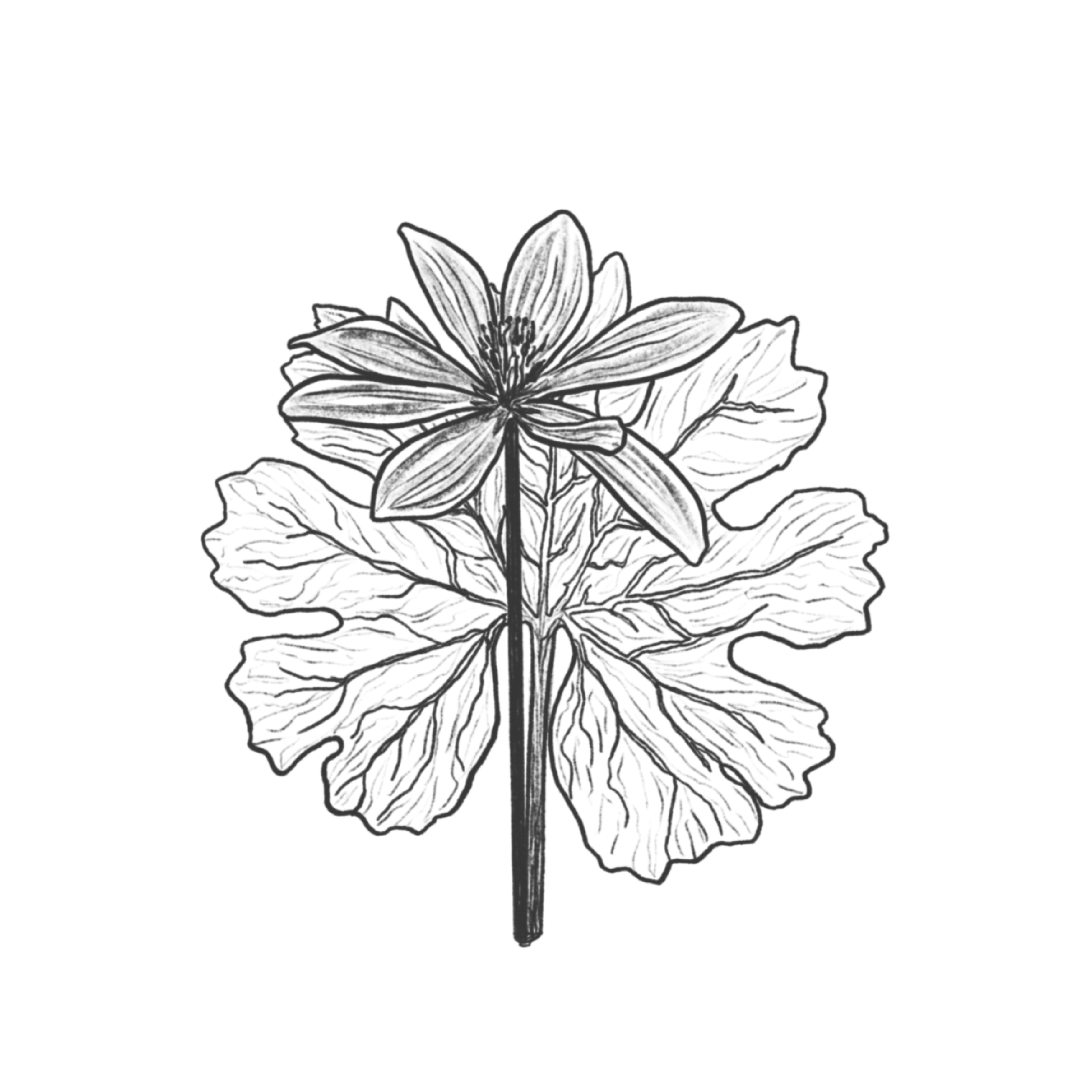 FLORA FLOWER.png