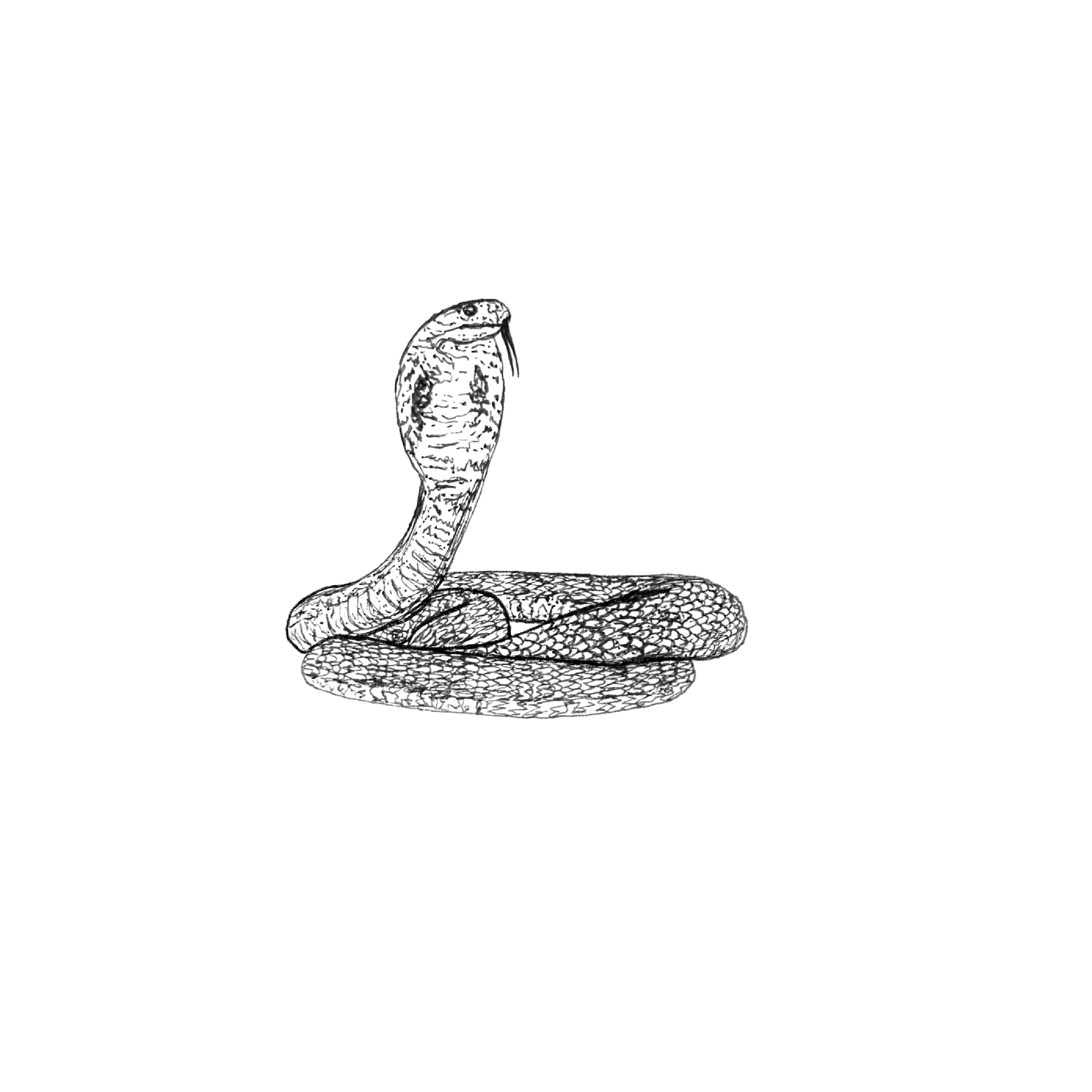 SNAKE.png