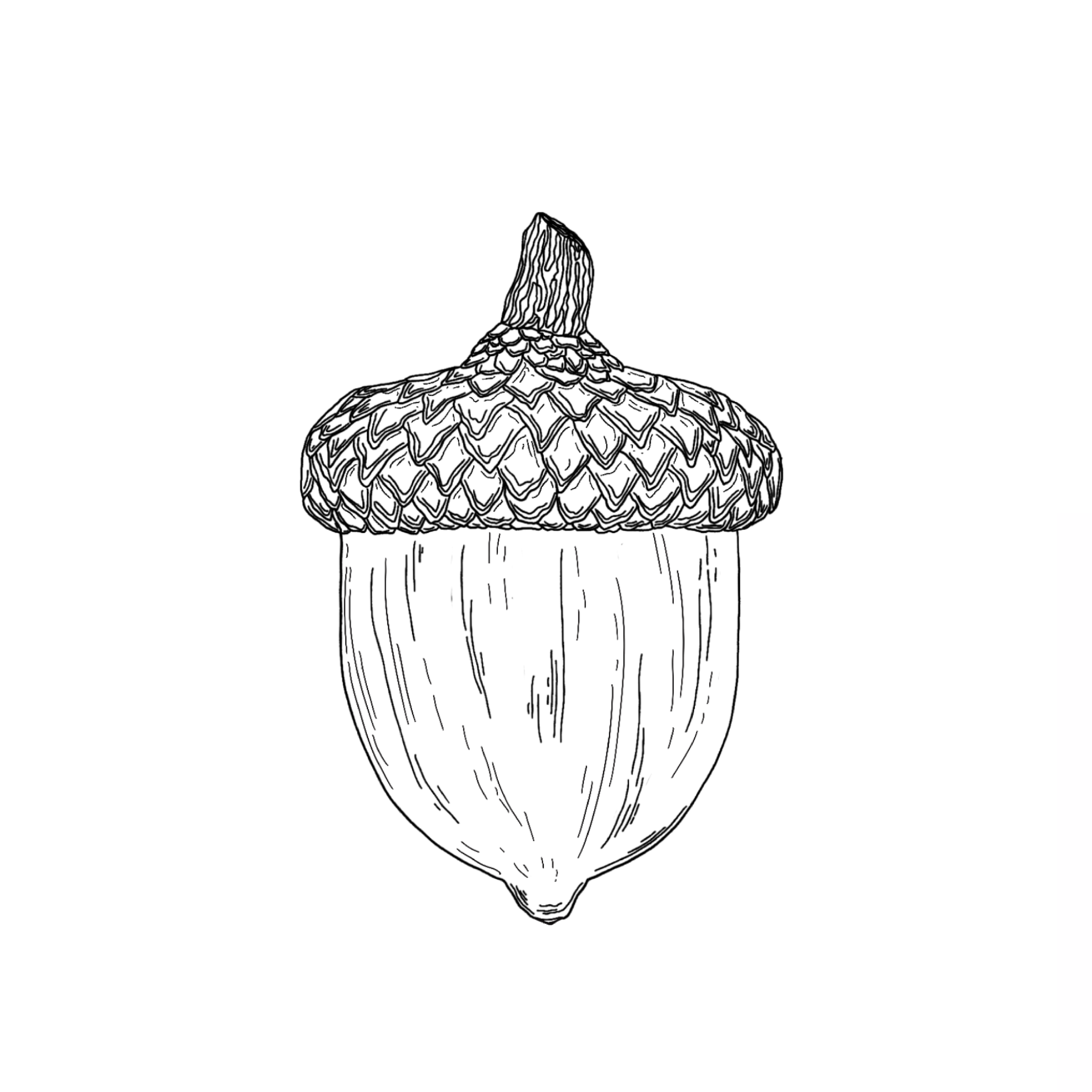 ACORN 2.png