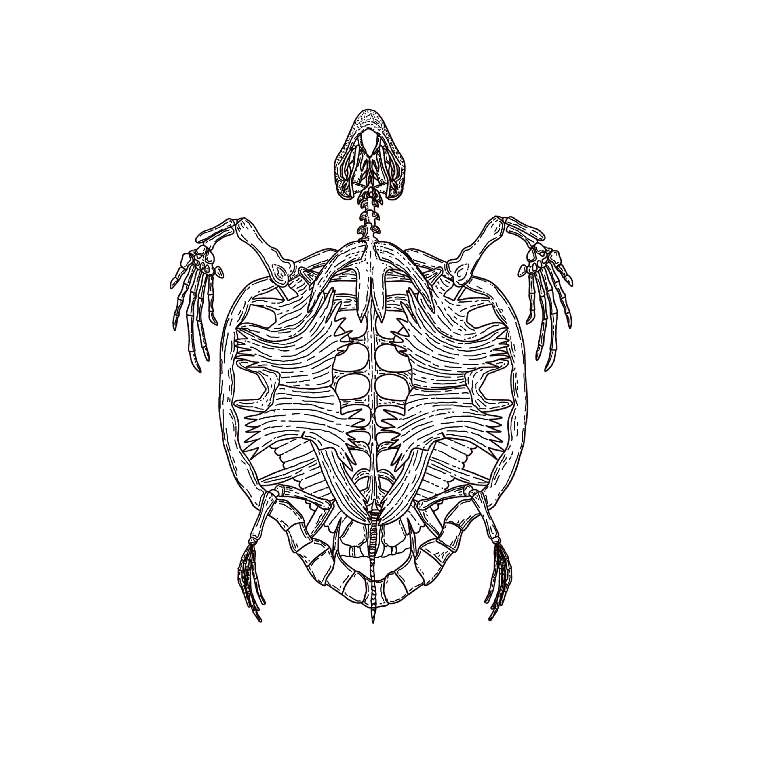 TURDLE.png