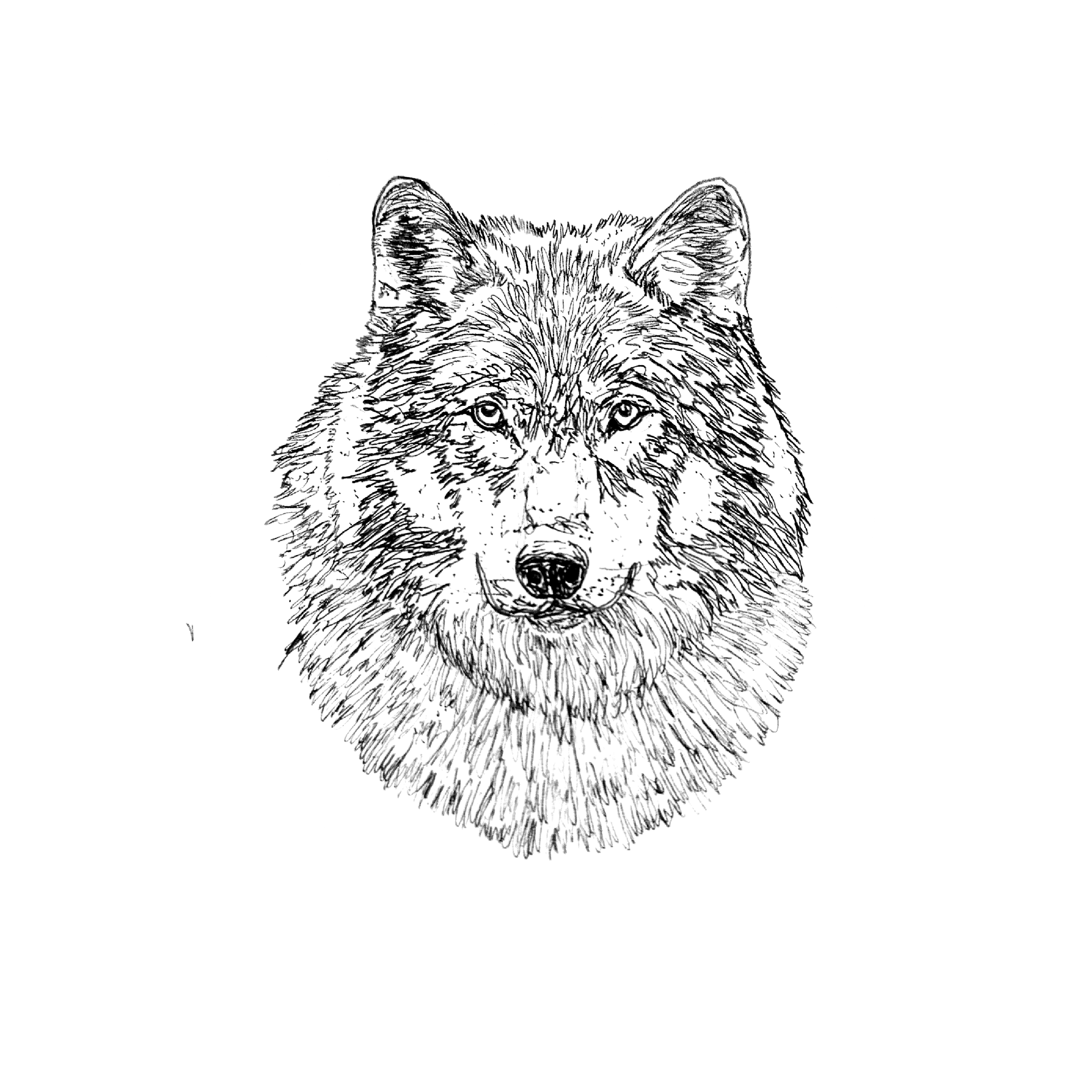 WOLF.png