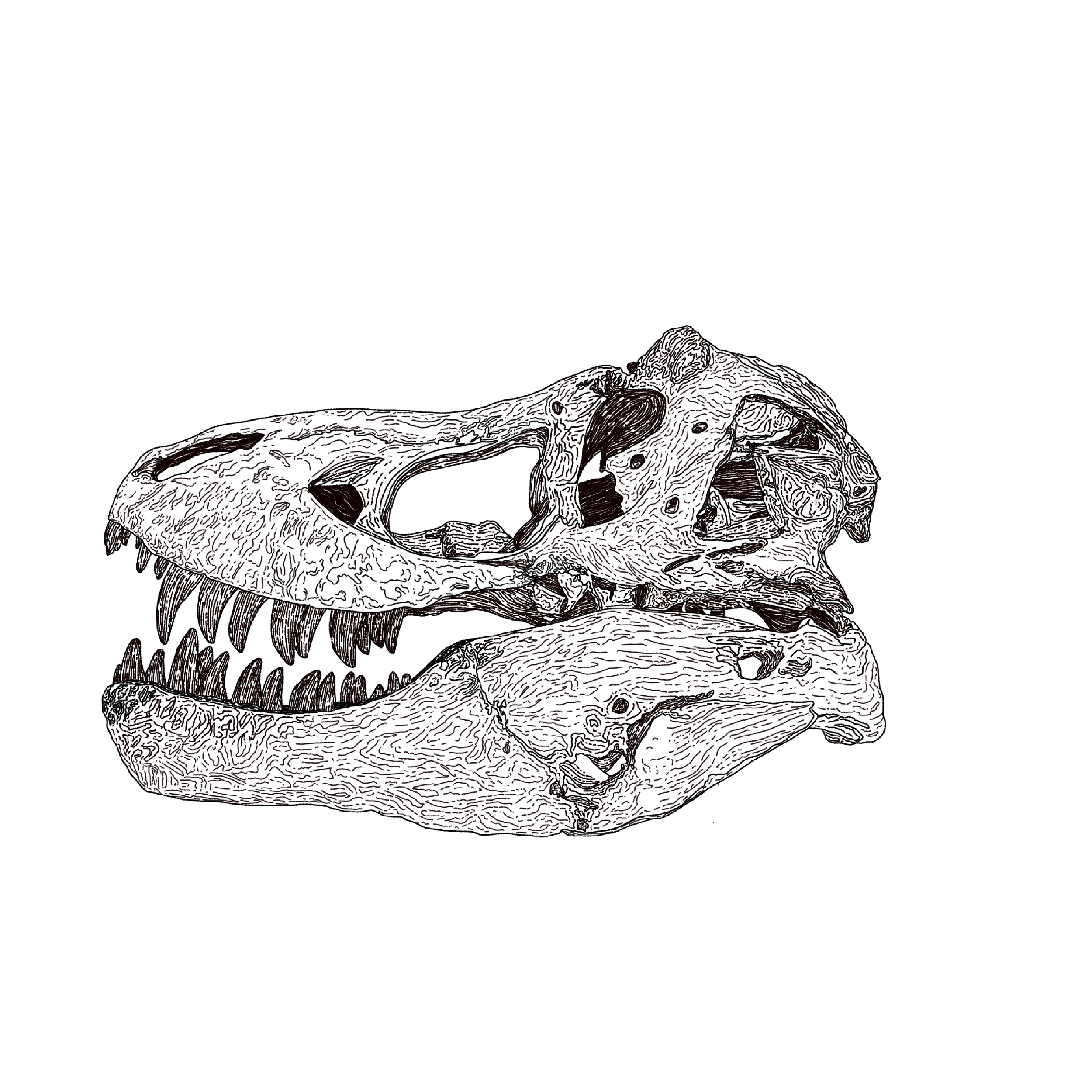 T-REX.png