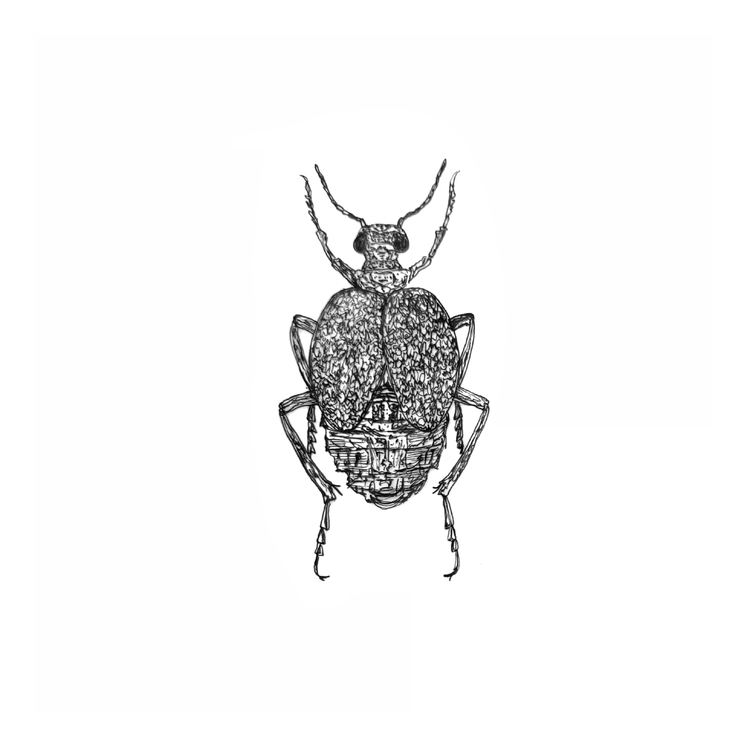 beetles two.png