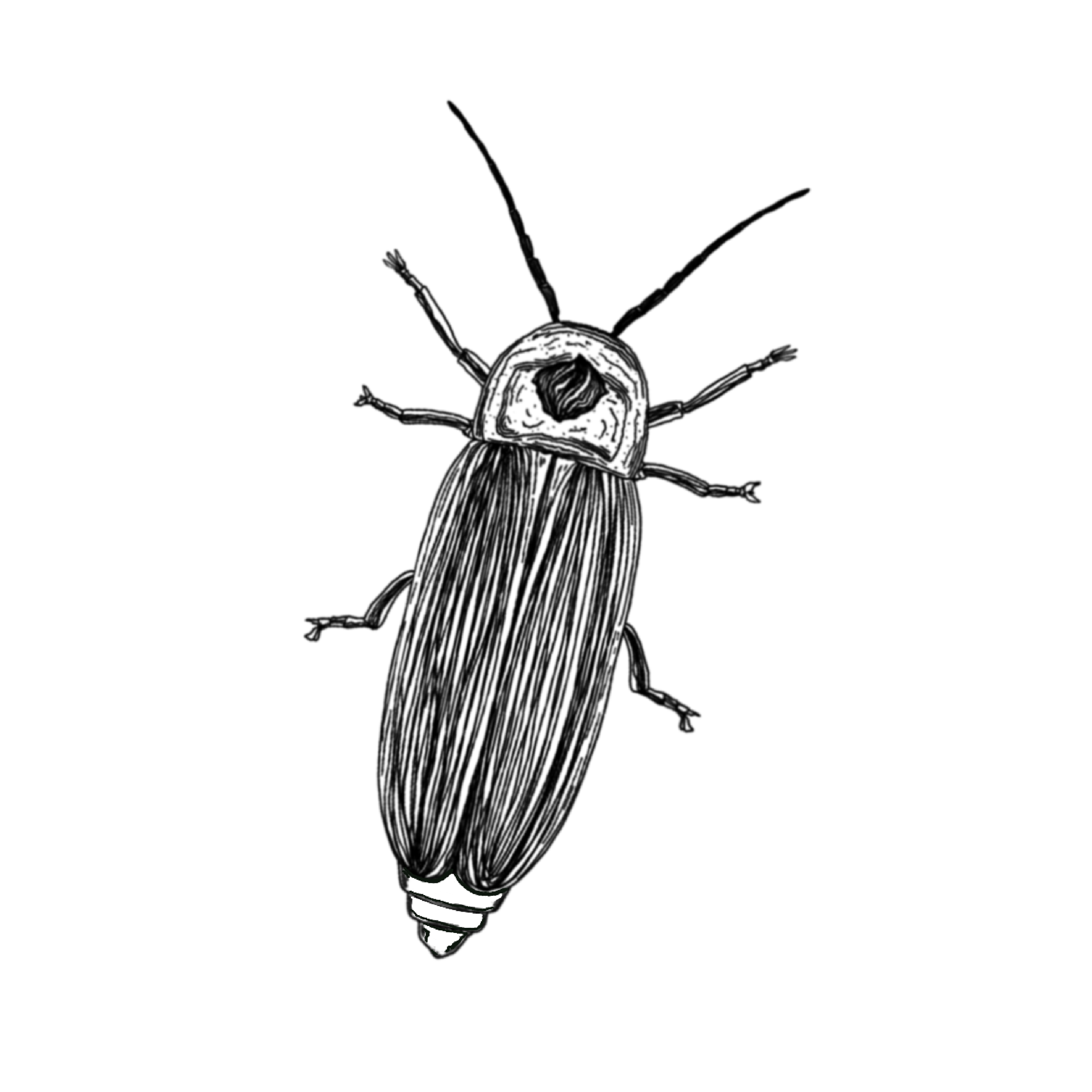 BUGGY.png