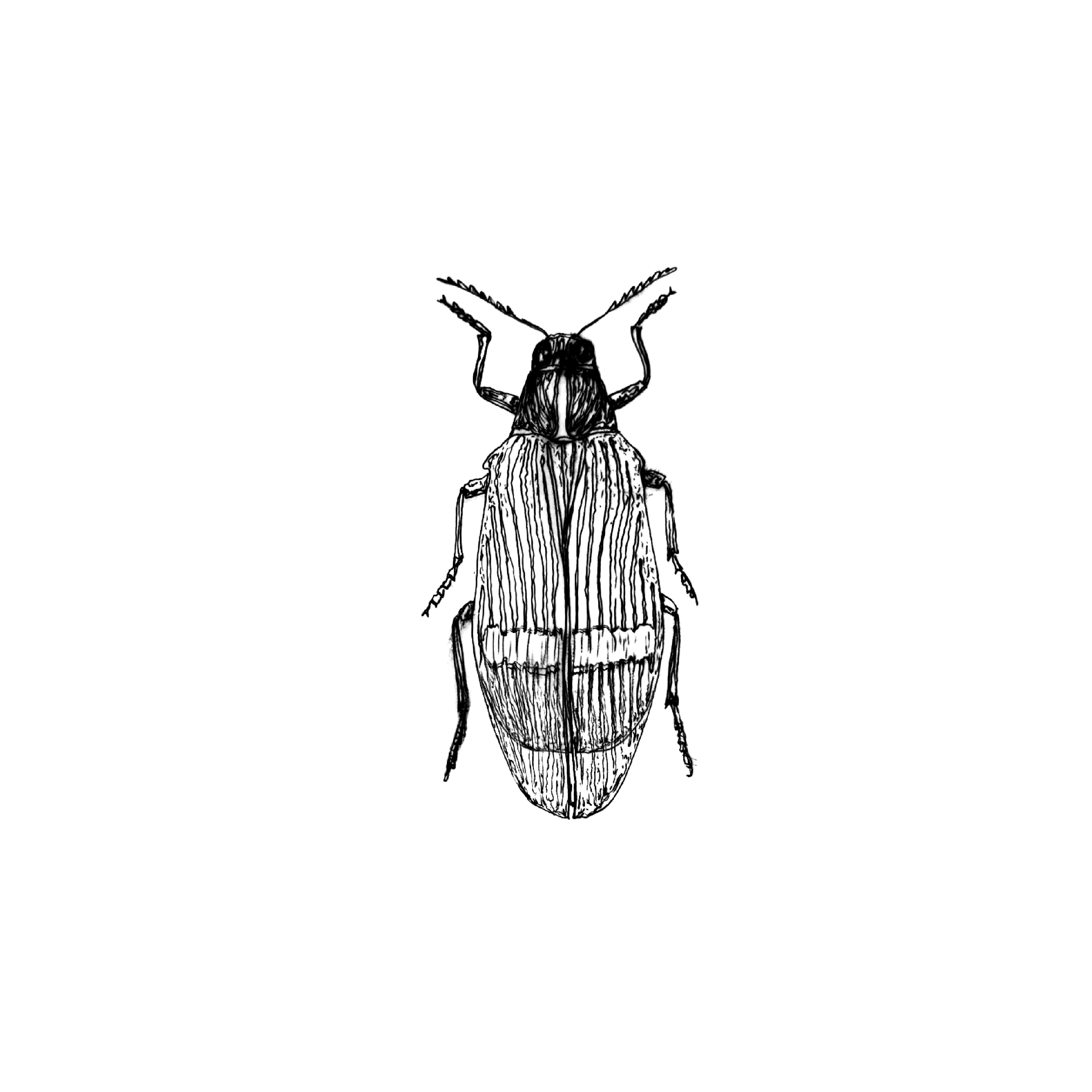 beetles four.png