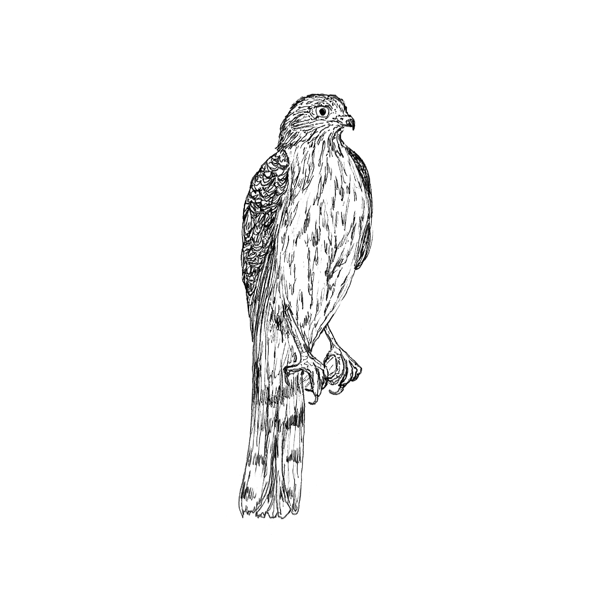 HAWK.png