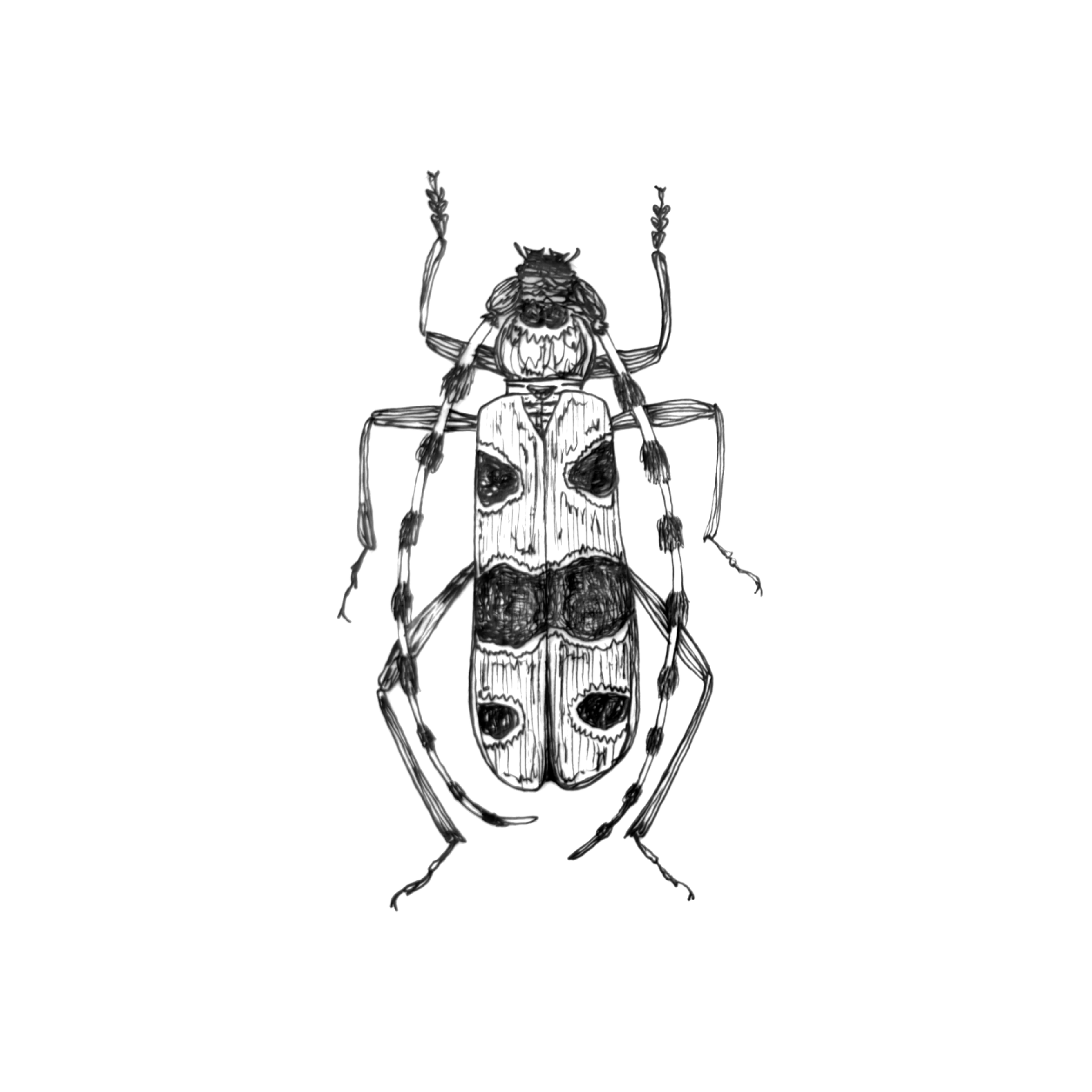 beetles one.png