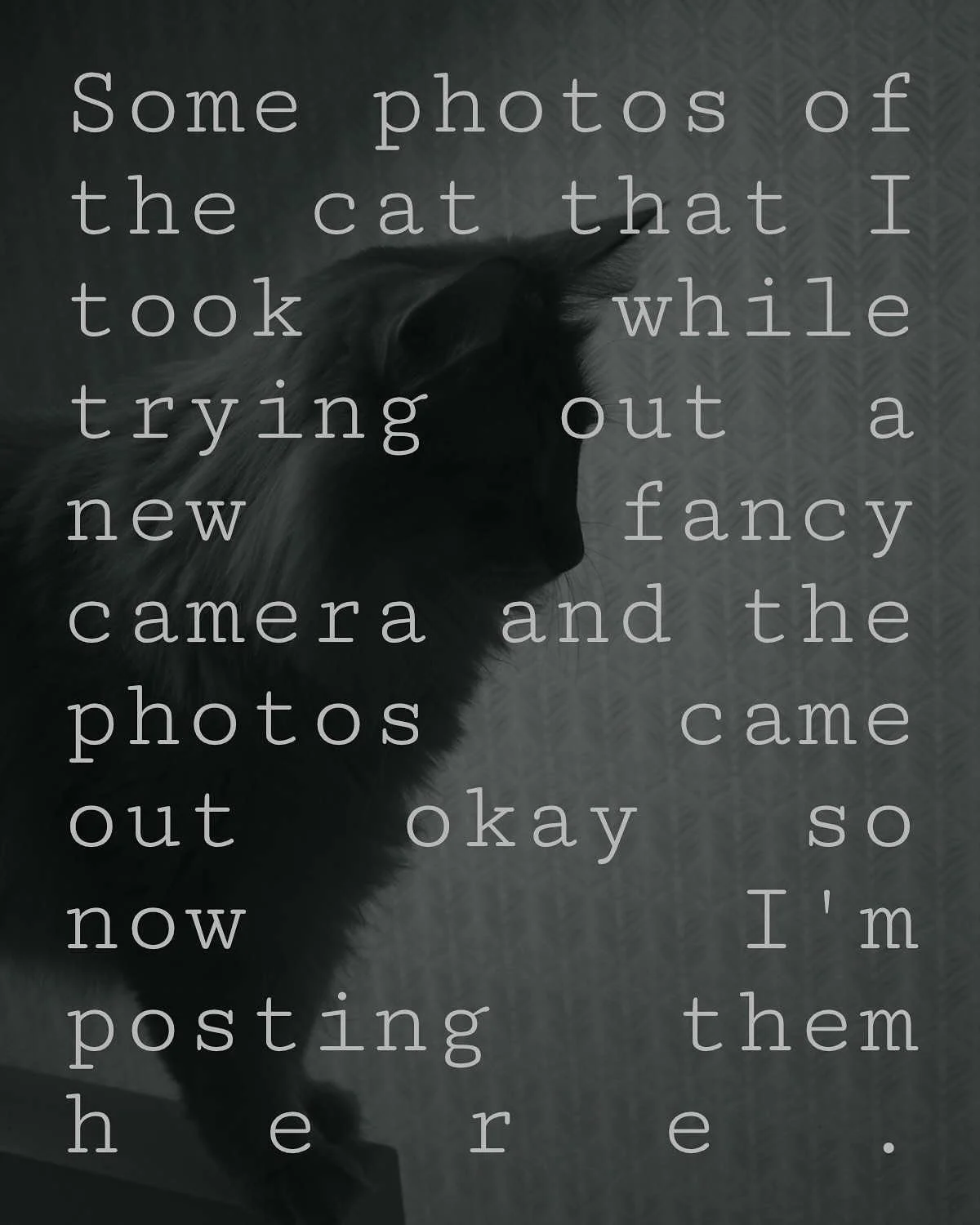 Shortly after this he fell off a table.
Ashley
2025
 #cats #photography #switzerland #animalphotography