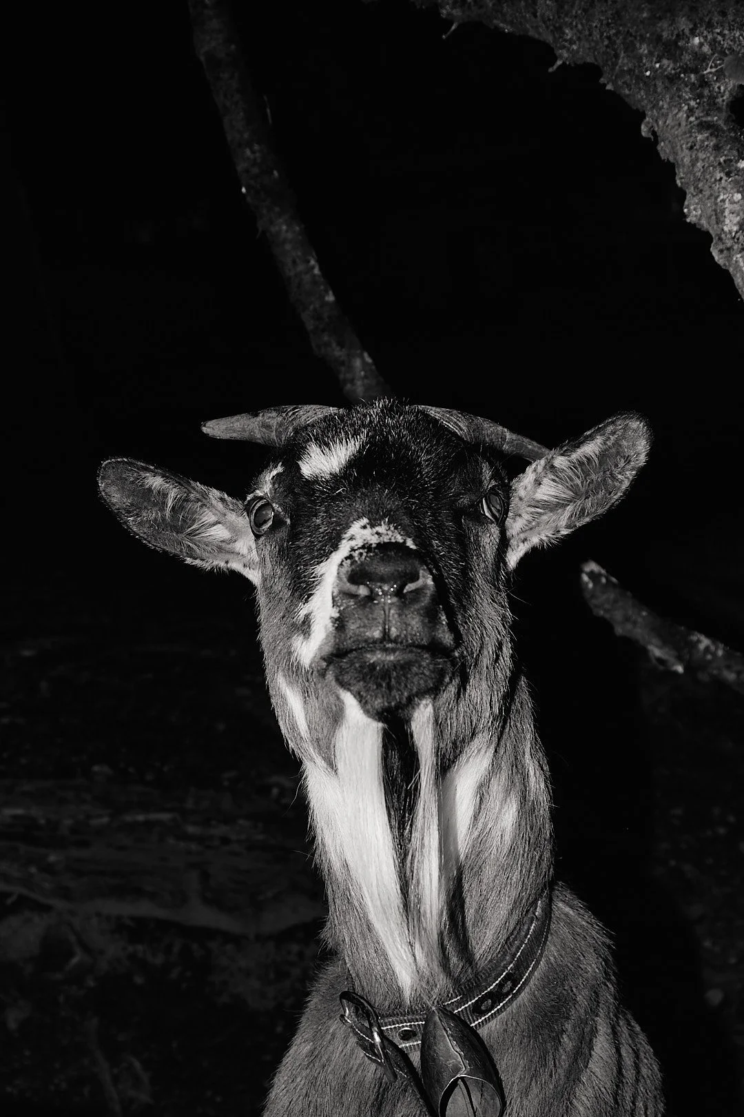 Close-up black and white photo of a goat with distinctive markings, looking directly at the camera in a dark environment.