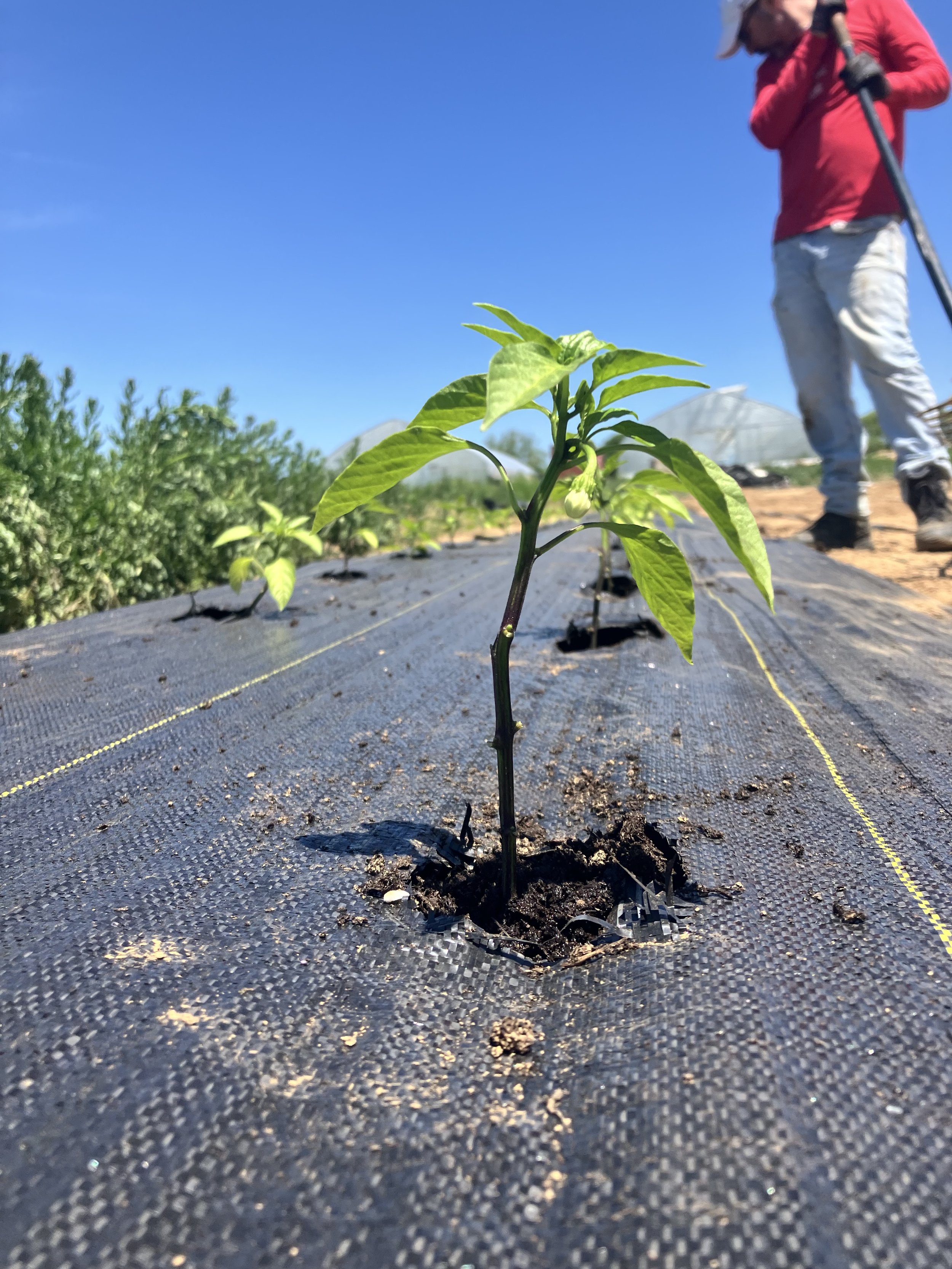 Planting peppers