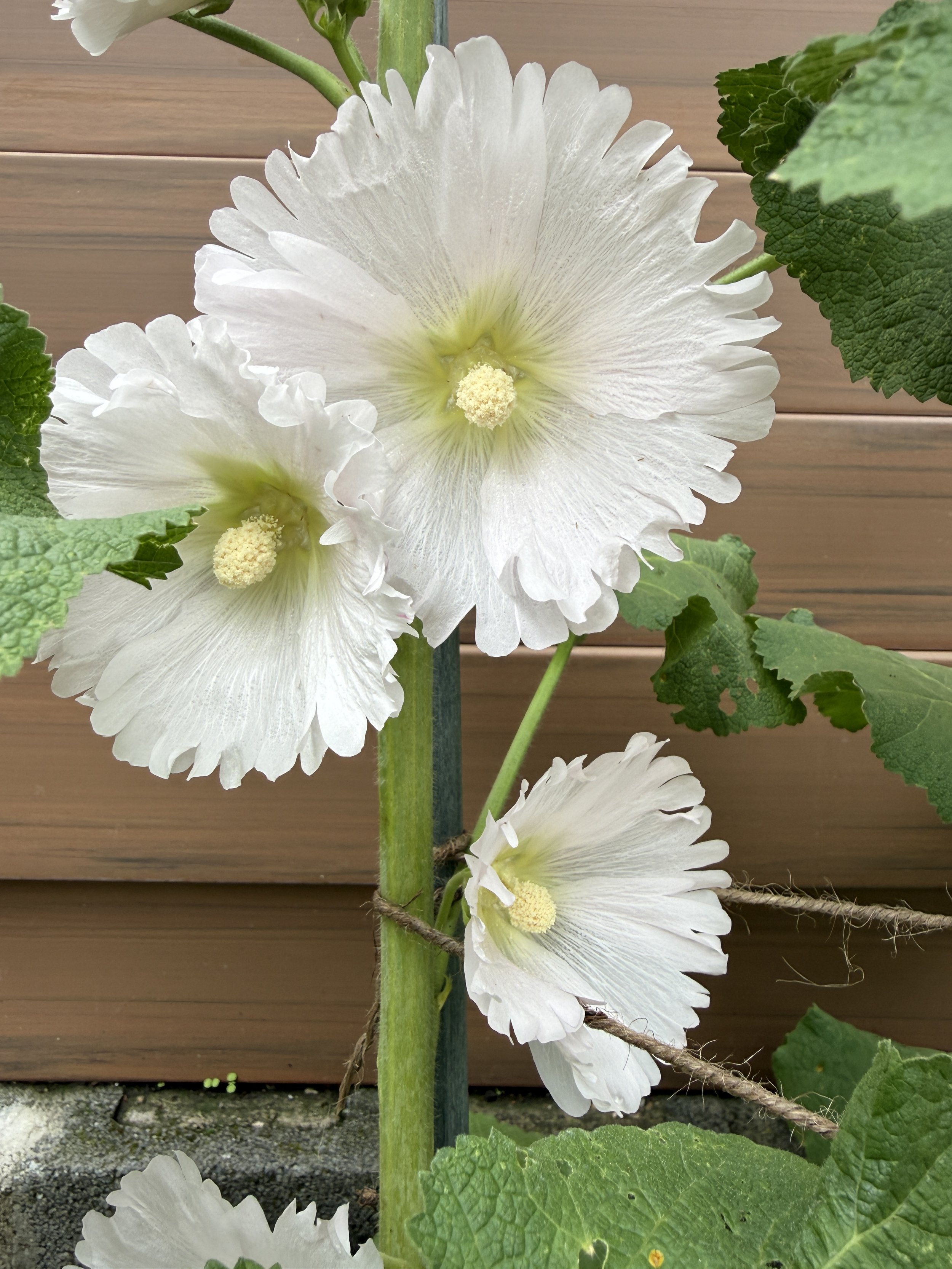 JUNE FLOWERS 2026 @ PVSF