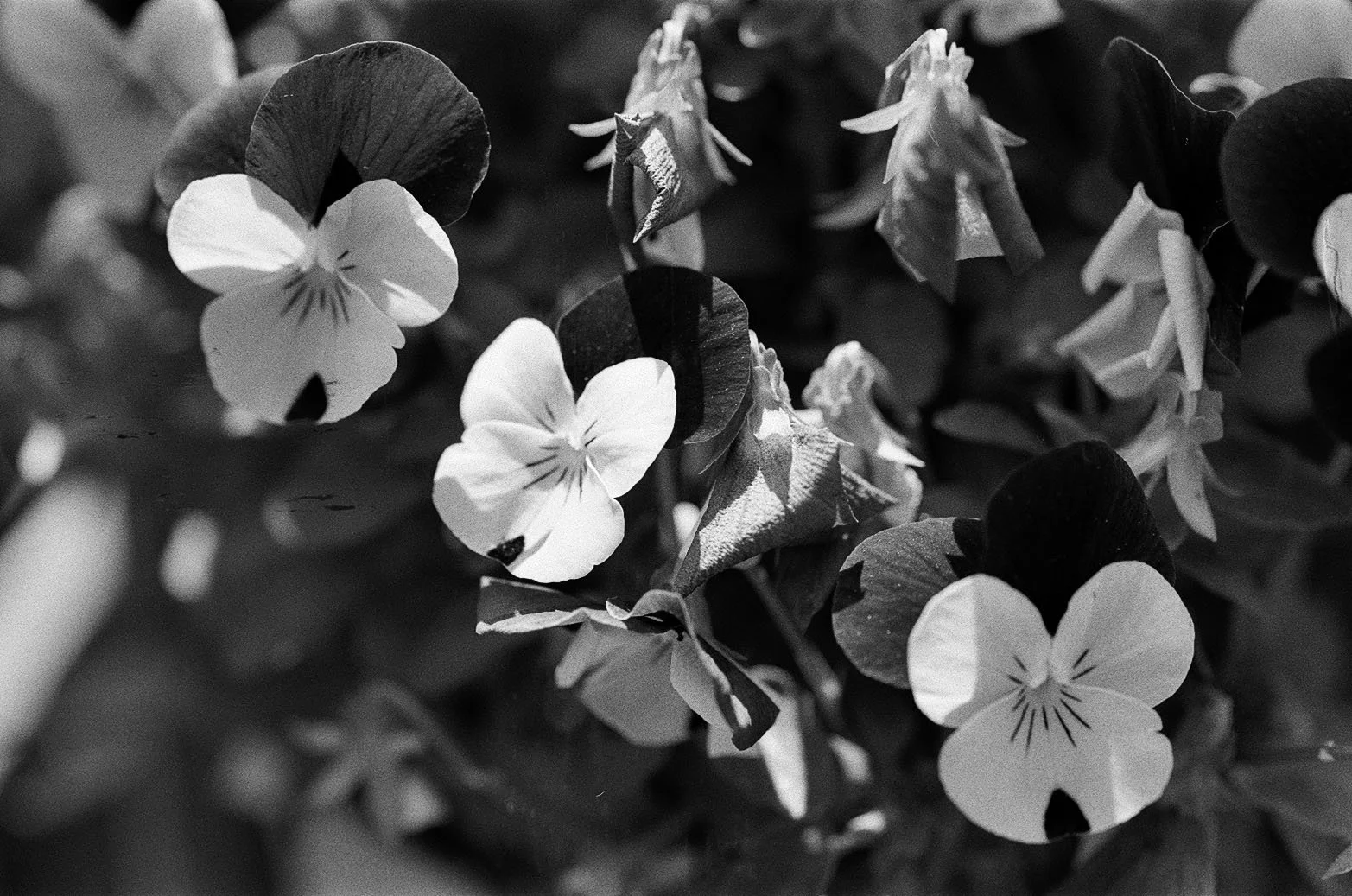 Pansy 3