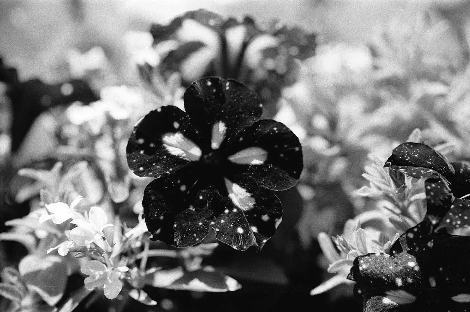 Pansy 2