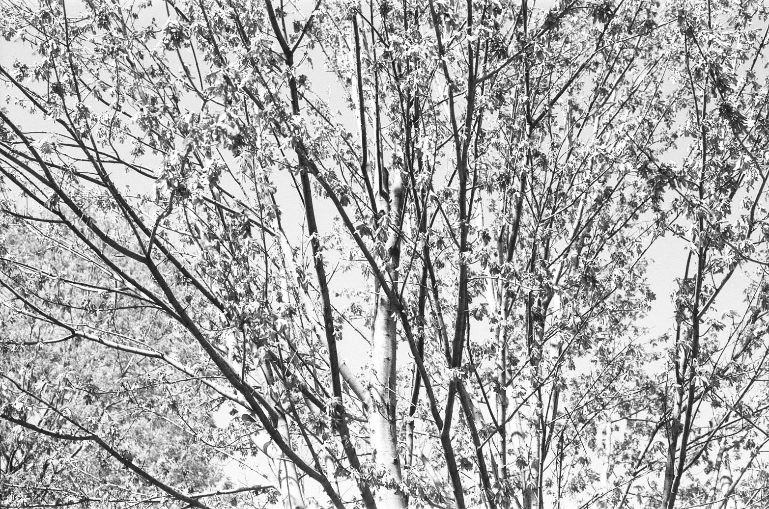 Birch and Maple Branches