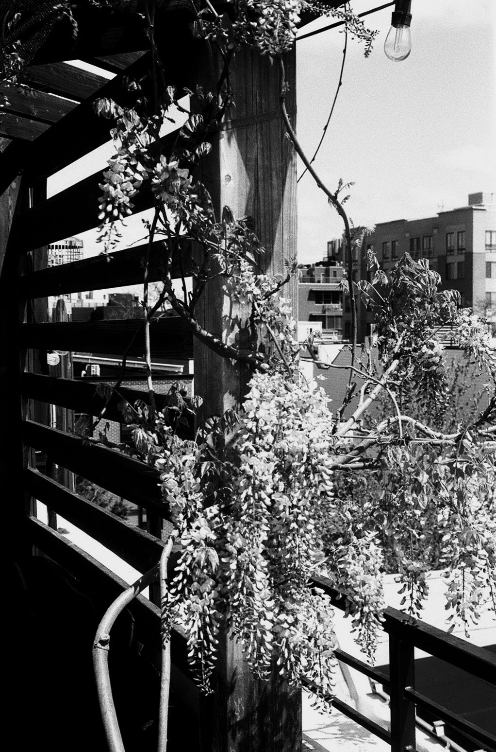 Wisteria Blooms