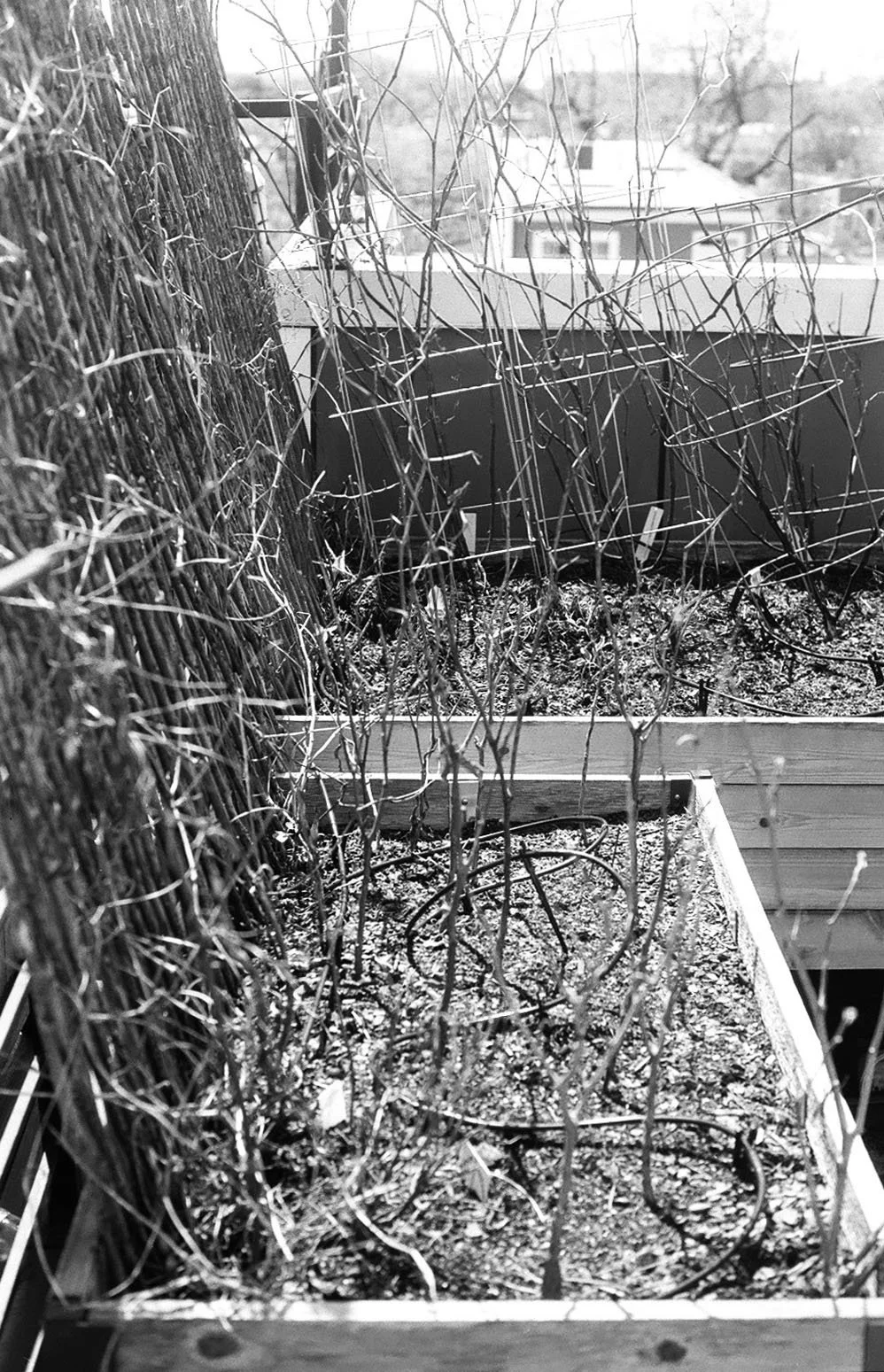 Tomato Cages