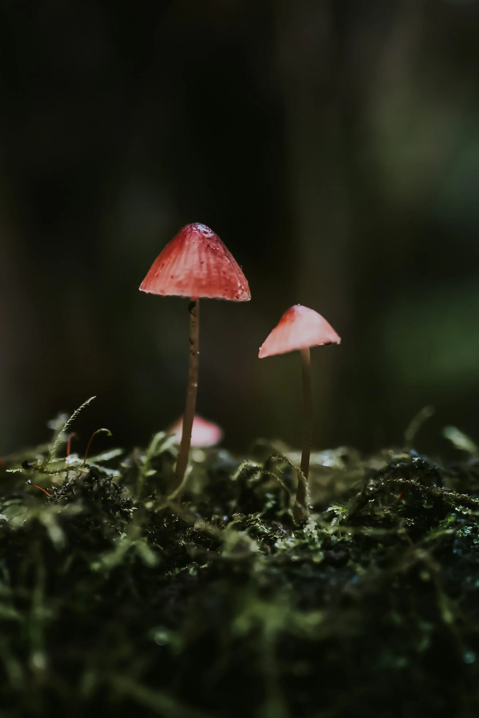 Where Did the Fairies Go? 