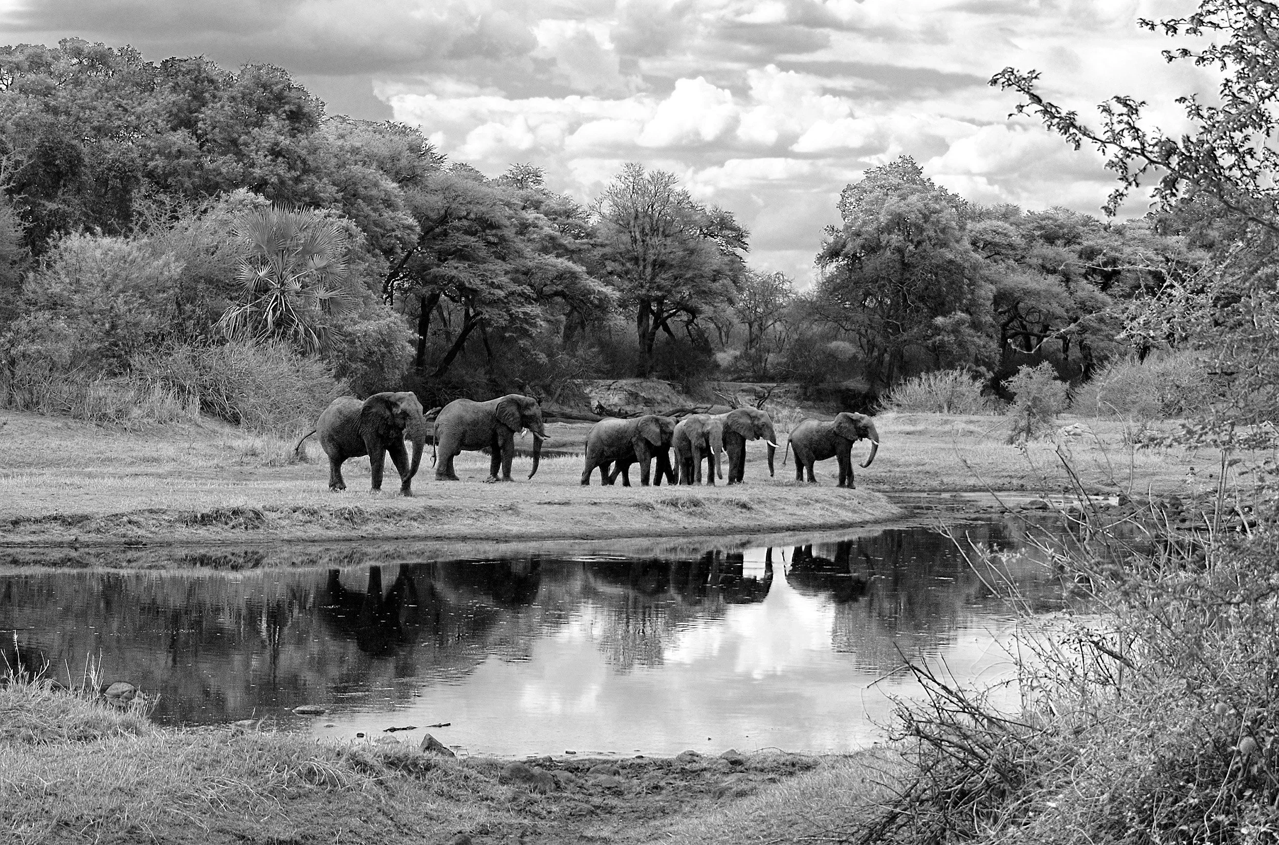Ruaha_River.jpg
