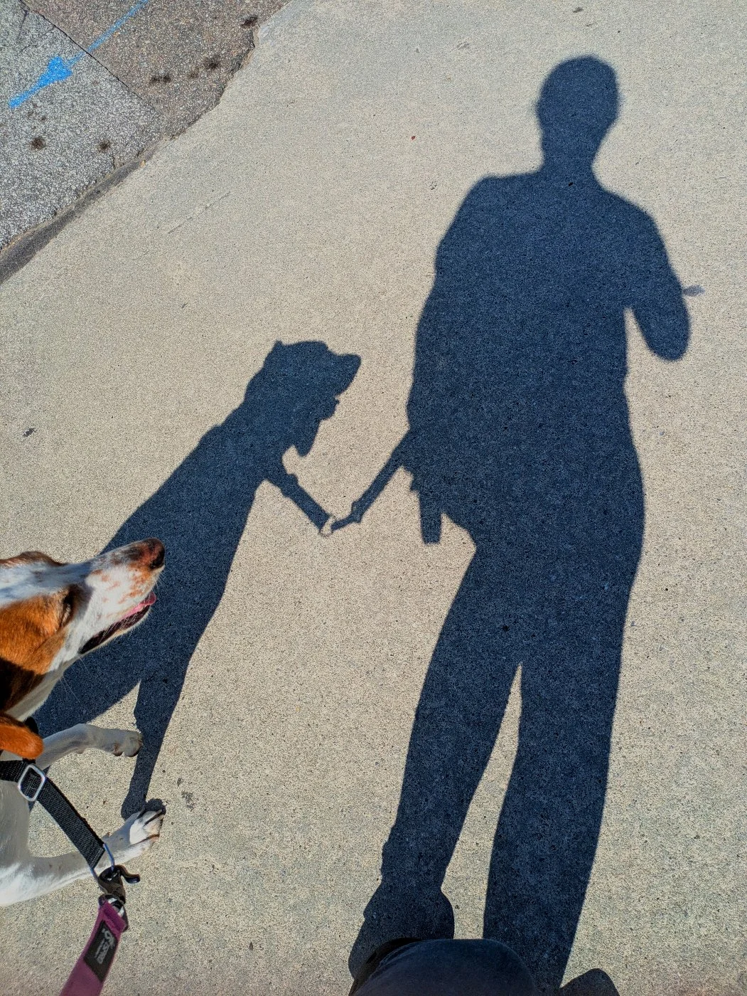 silhouette of person and dog Shadow on concrete of person walking a dog in the middle of the day, hound mix dog's  face and one leg are in the bottom left corner of the image.