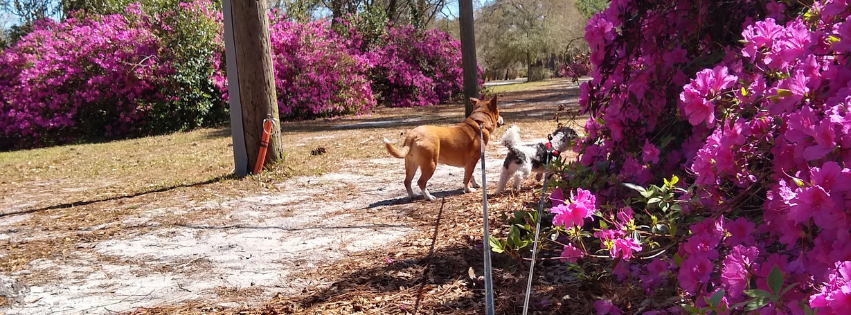 Two dogs walk on a dirt path next to pink azalea bushes in bloom, in a park or garden. Helpful Hannah Pet Care