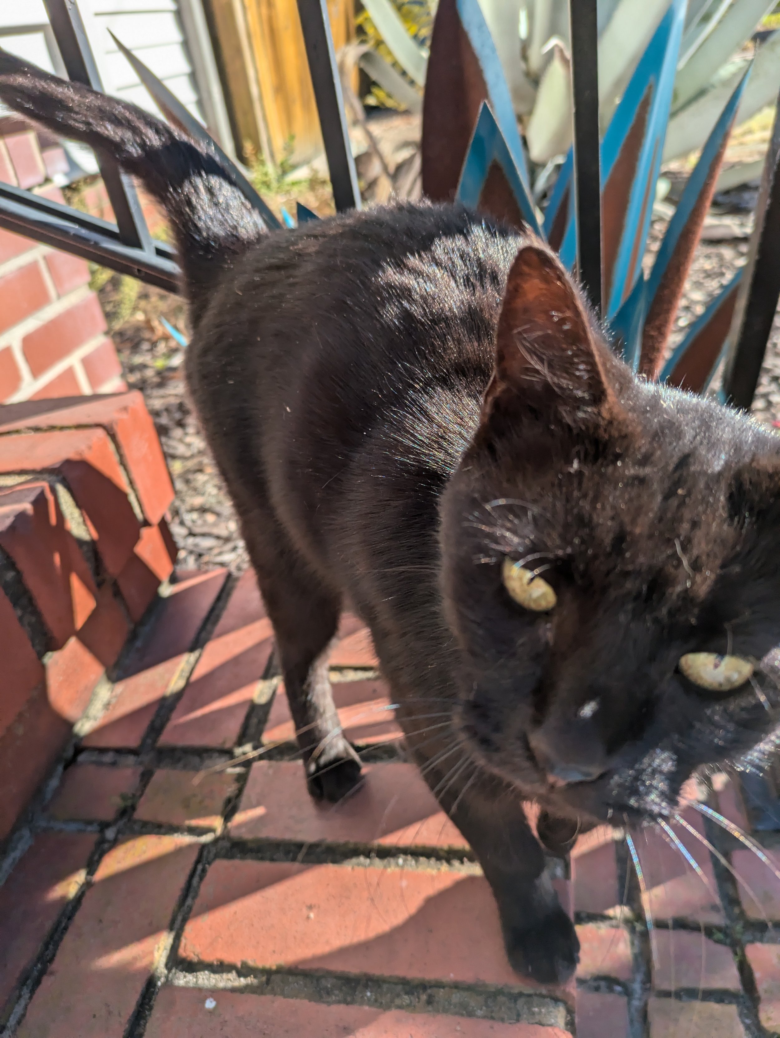 Black cat with a white spot on its chest and white paws walking on a brick sidewalk near a black metal fence decorated with colorful metal feathers.