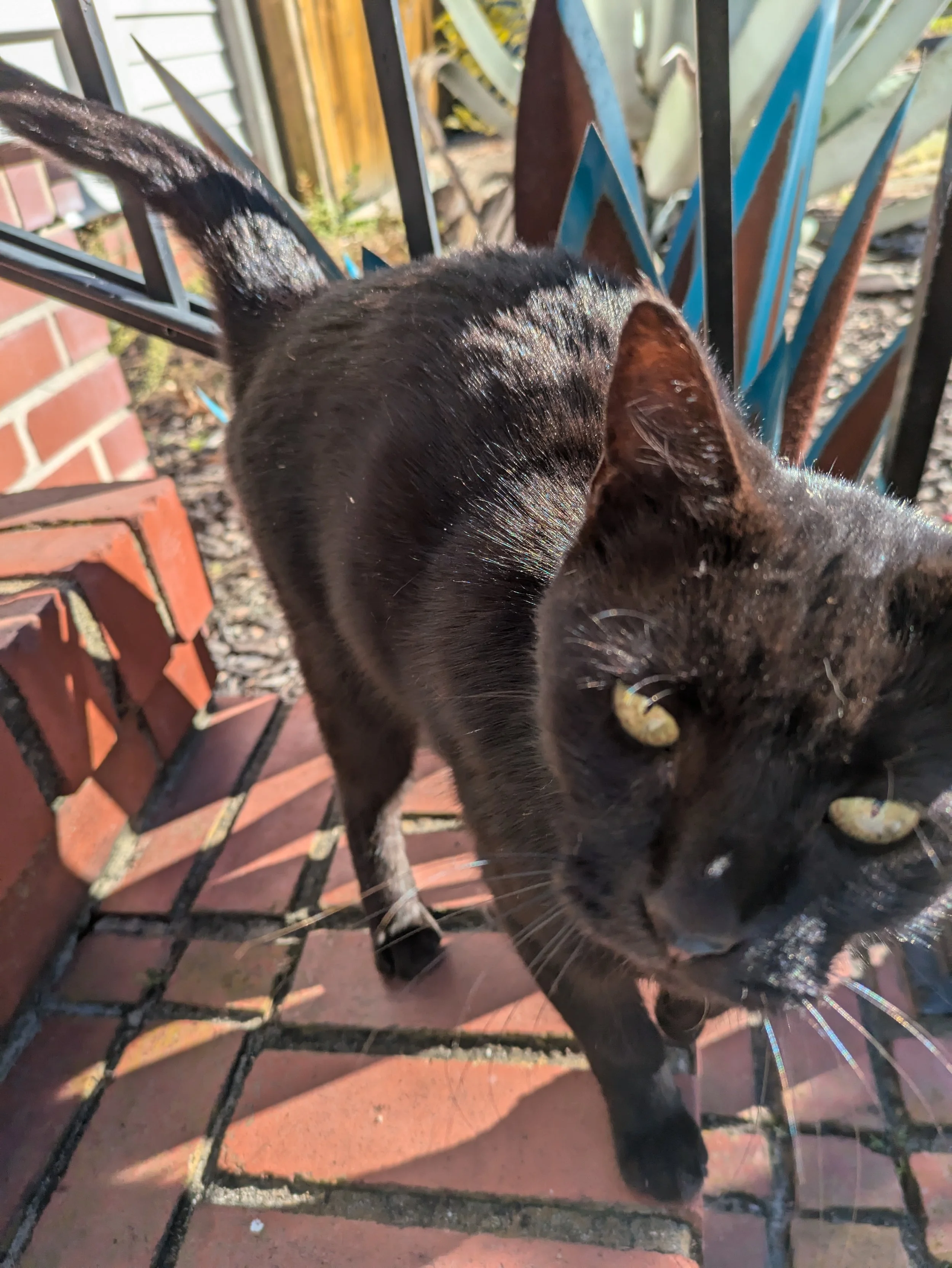 all black cat with yellow eyes stands on a brick stair, outside a home with it's tail wrapped around the iron handrail details near it.