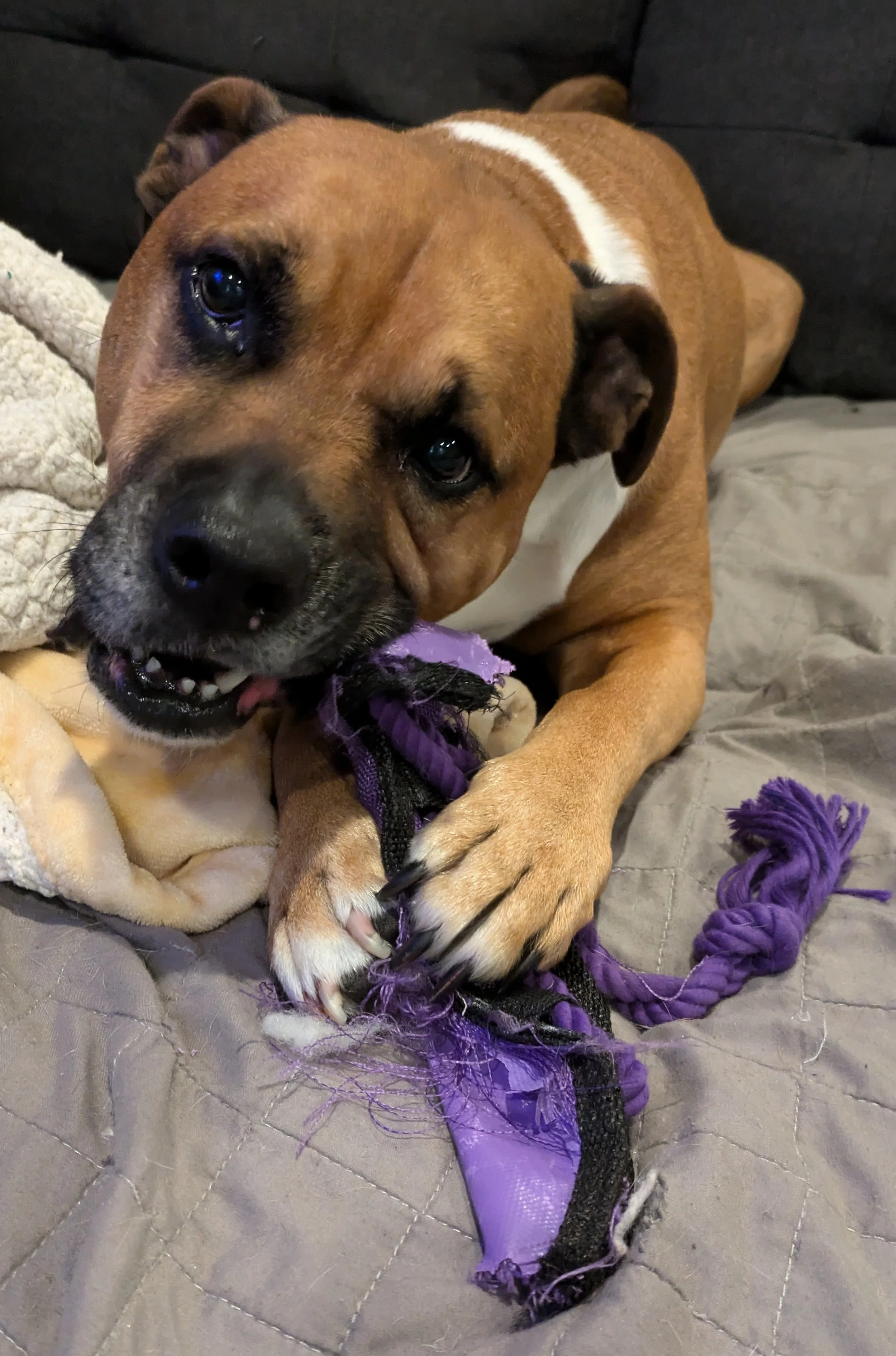 Closeup of face of a brown and white puppy playing with a purple rope toy on a quilted surface.