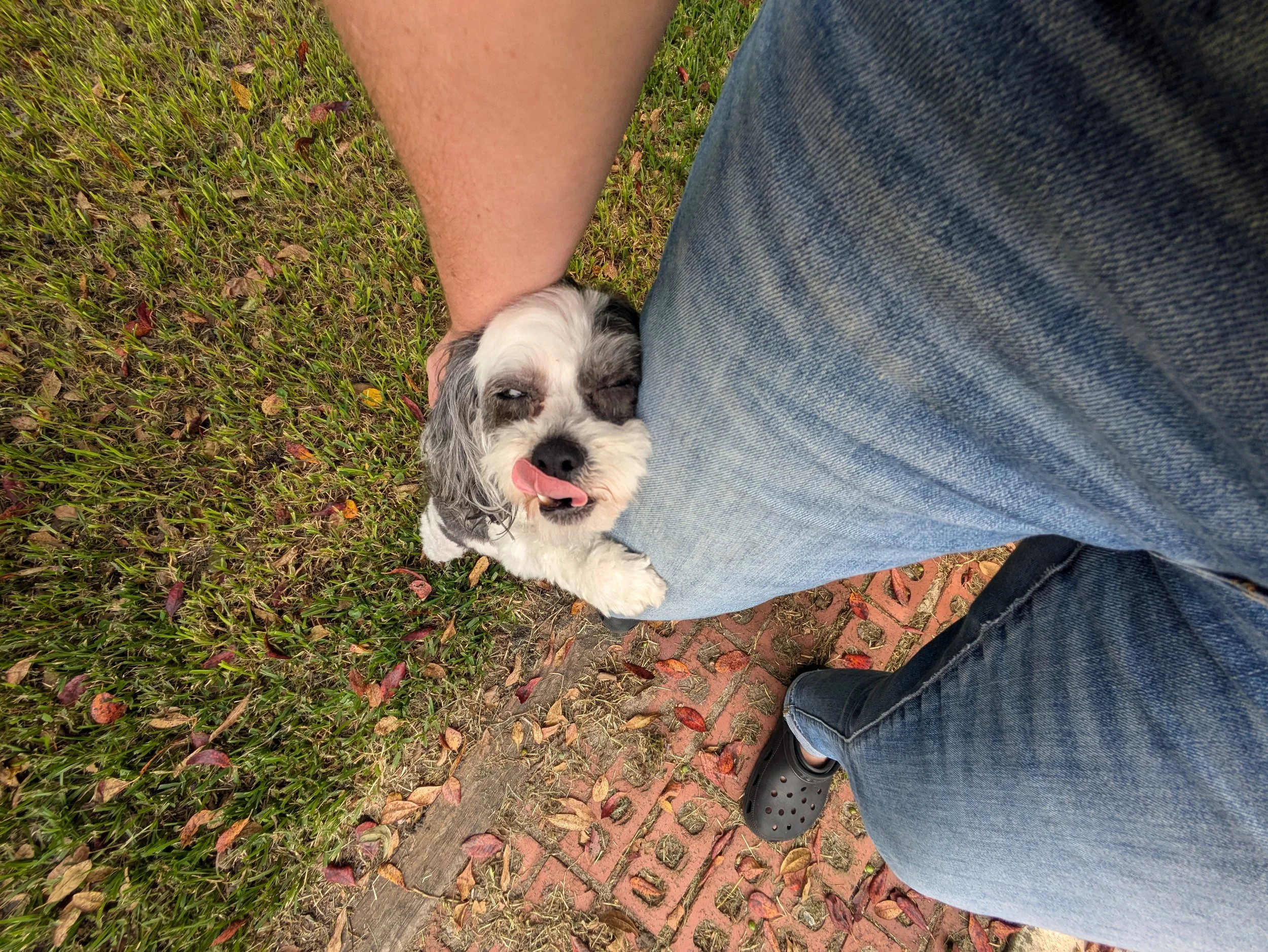 A small black and white puppy is next to a person's leg, leaning against it, with its tongue sticking out. The person is wearing blue jeans and black Crocs. The ground is covered with grass and fallen leaves, and there is a brick pathway nearby.