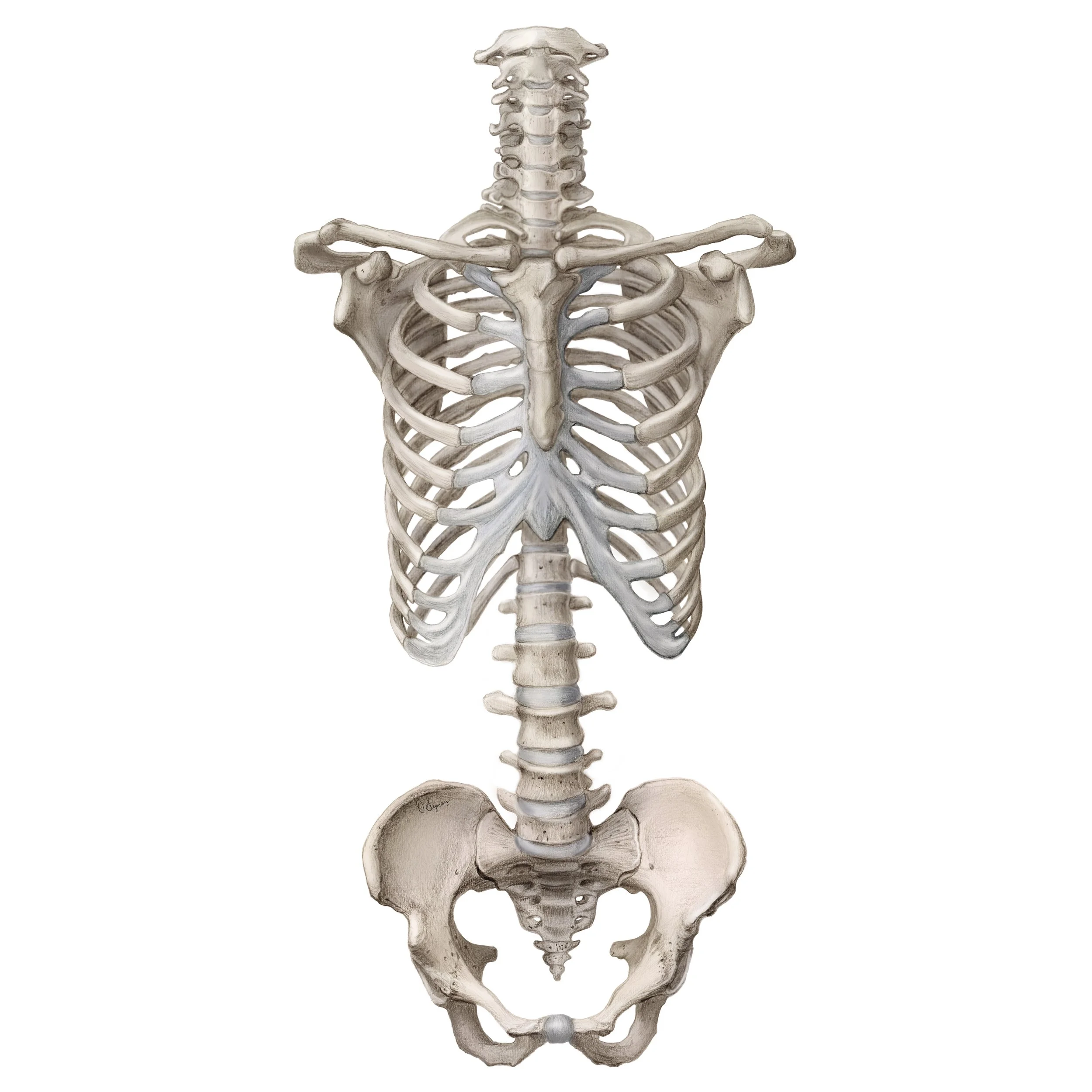torso skeleton 2025.jpg