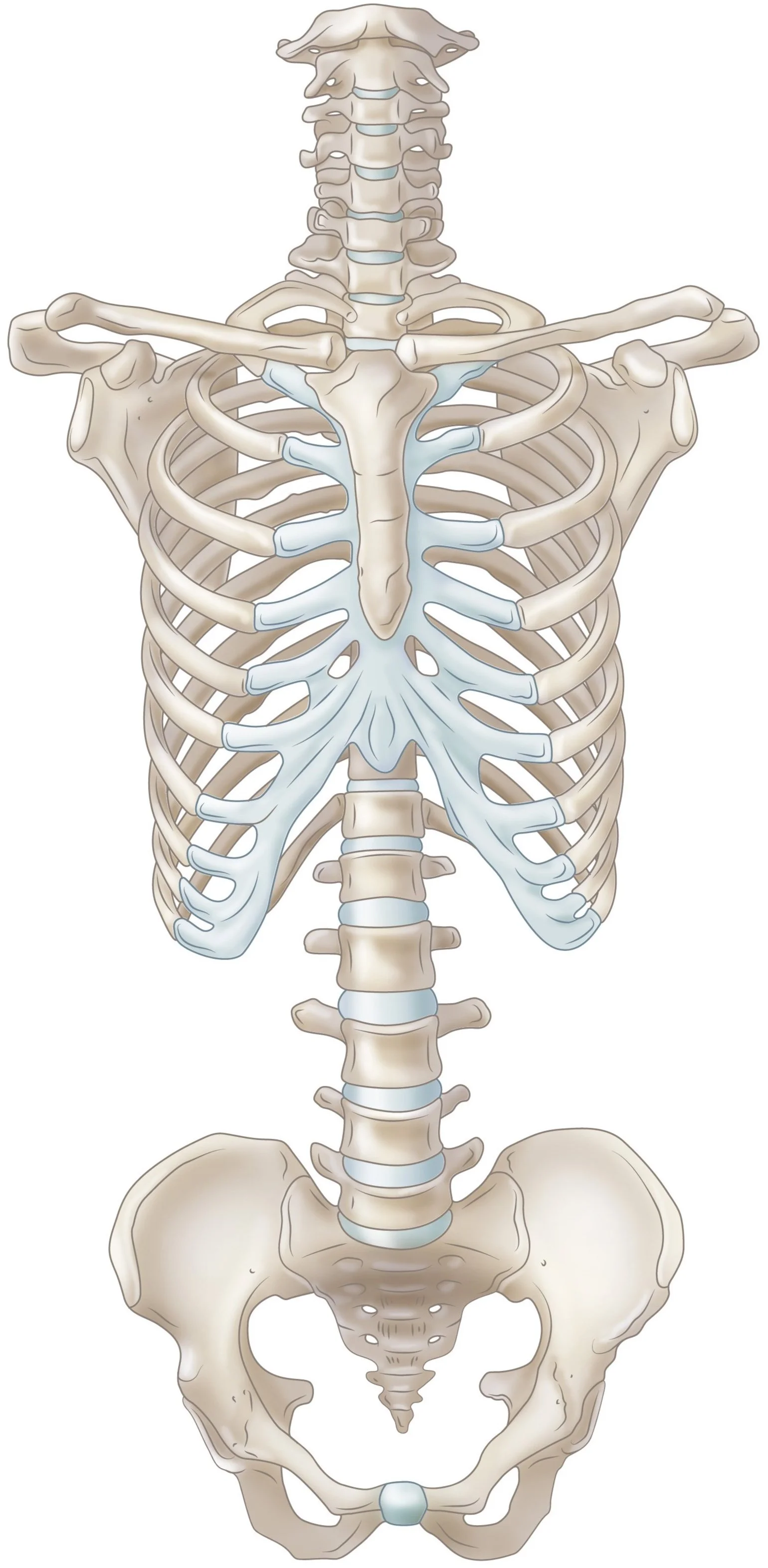 Illustration of human skeleton focusing on the ribcage, spine, and pelvis.