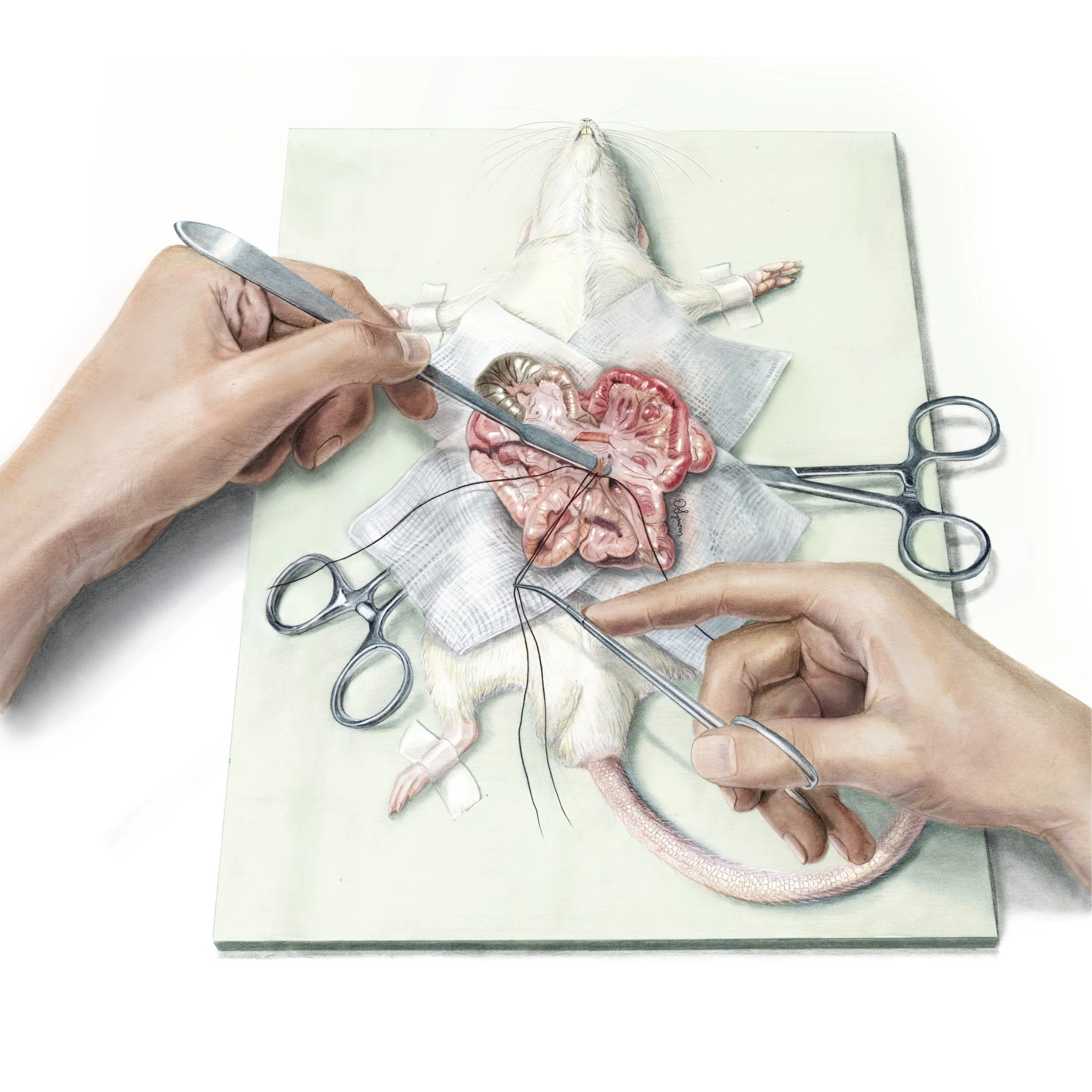 PVC rat final flattened_crit edits.jpg