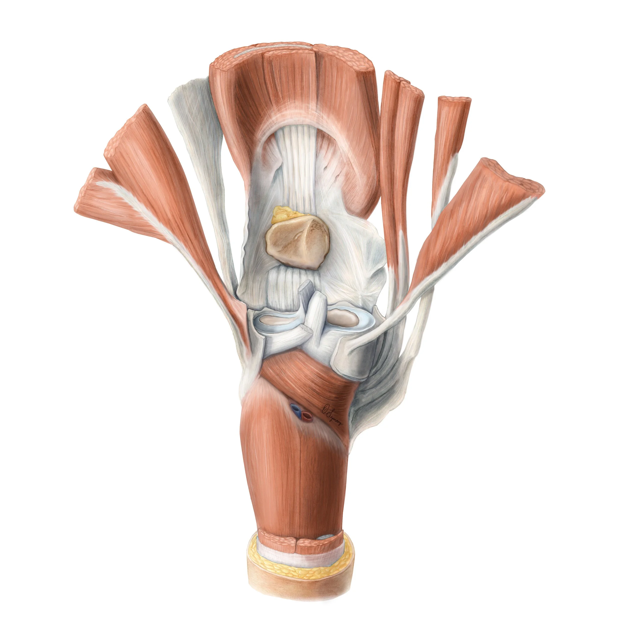 human knee 8- patellar tendon square.jpg