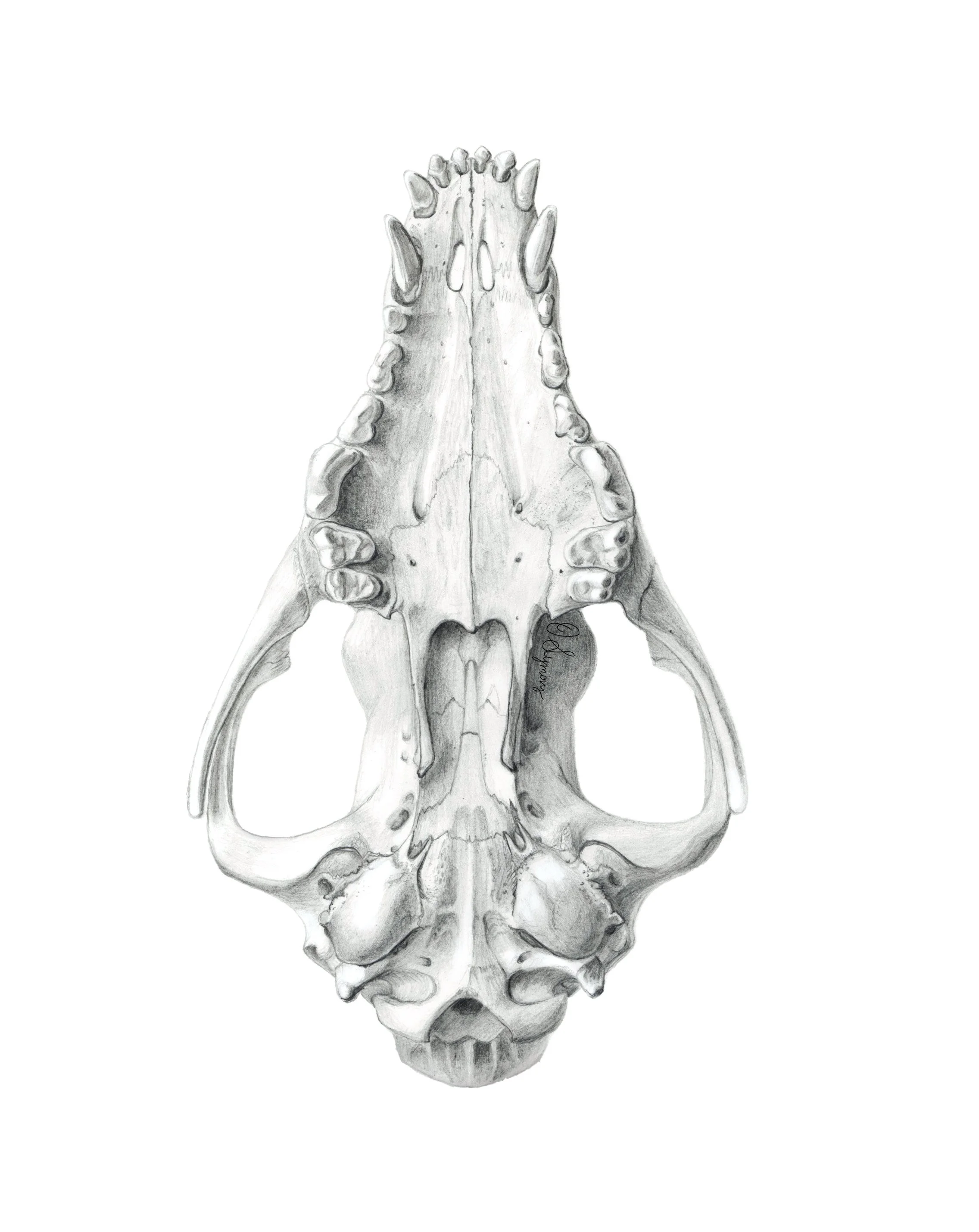 dog skull.jpg