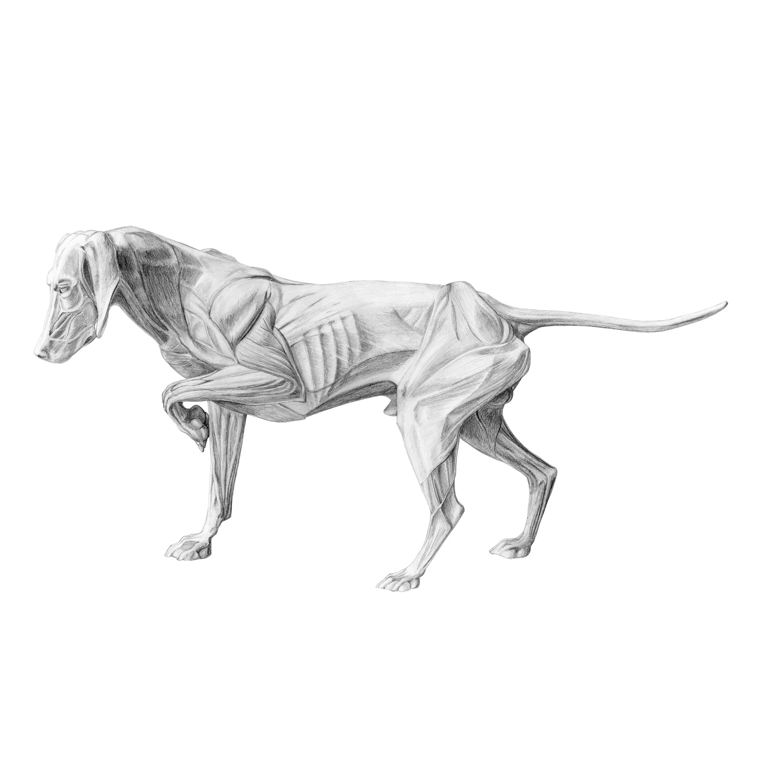 dog musculature website.jpg