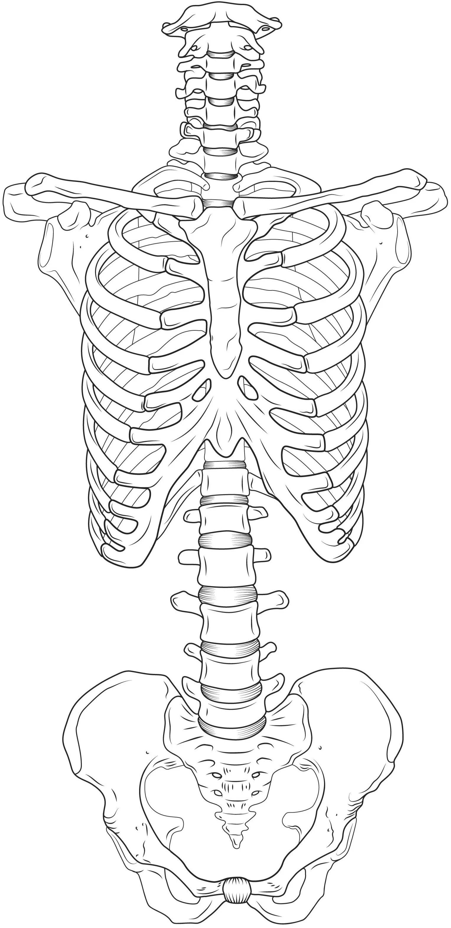 Black and white illustration of a human skeletal system focusing on the rib cage, spine, and pelvis.
