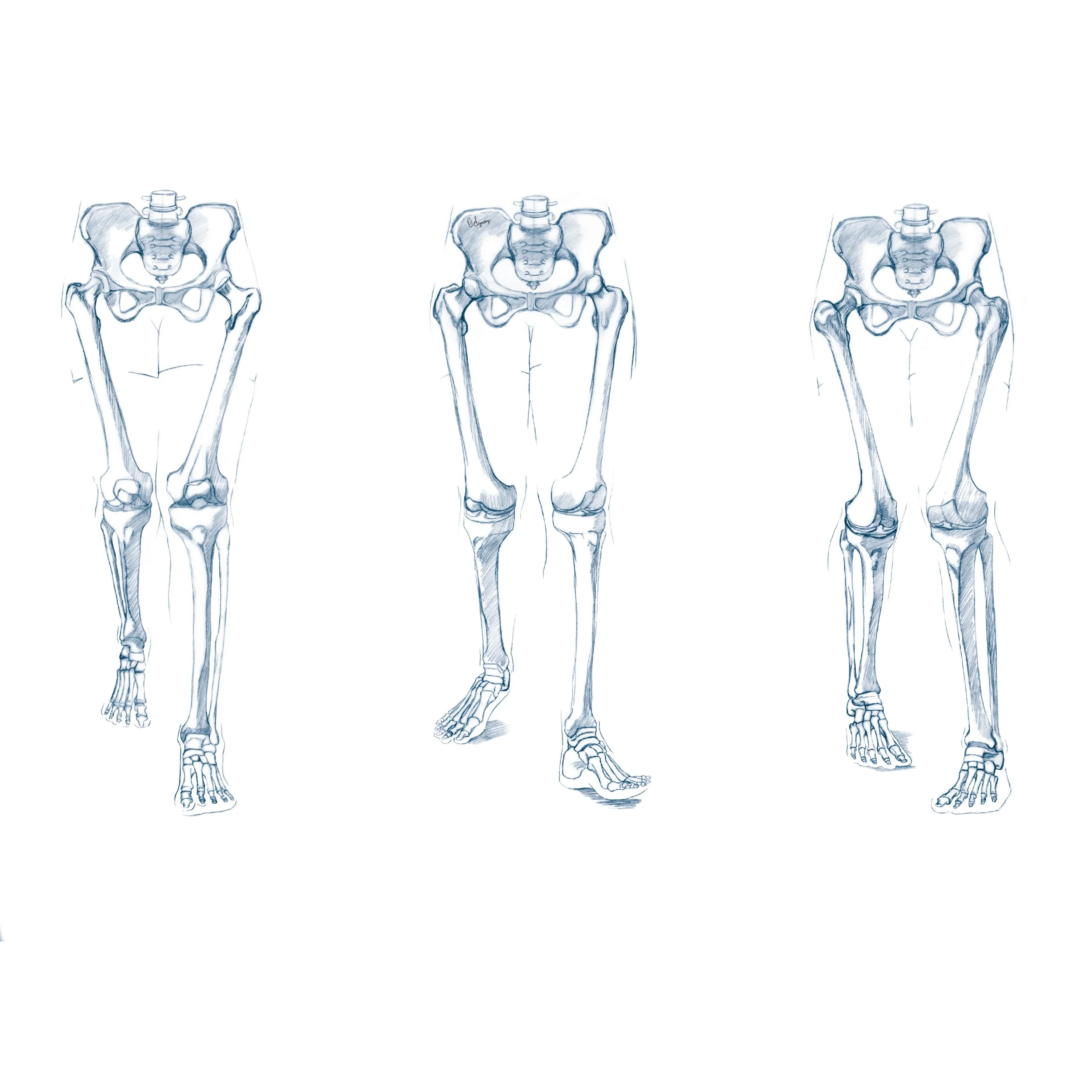 bone sketches blue2.jpg