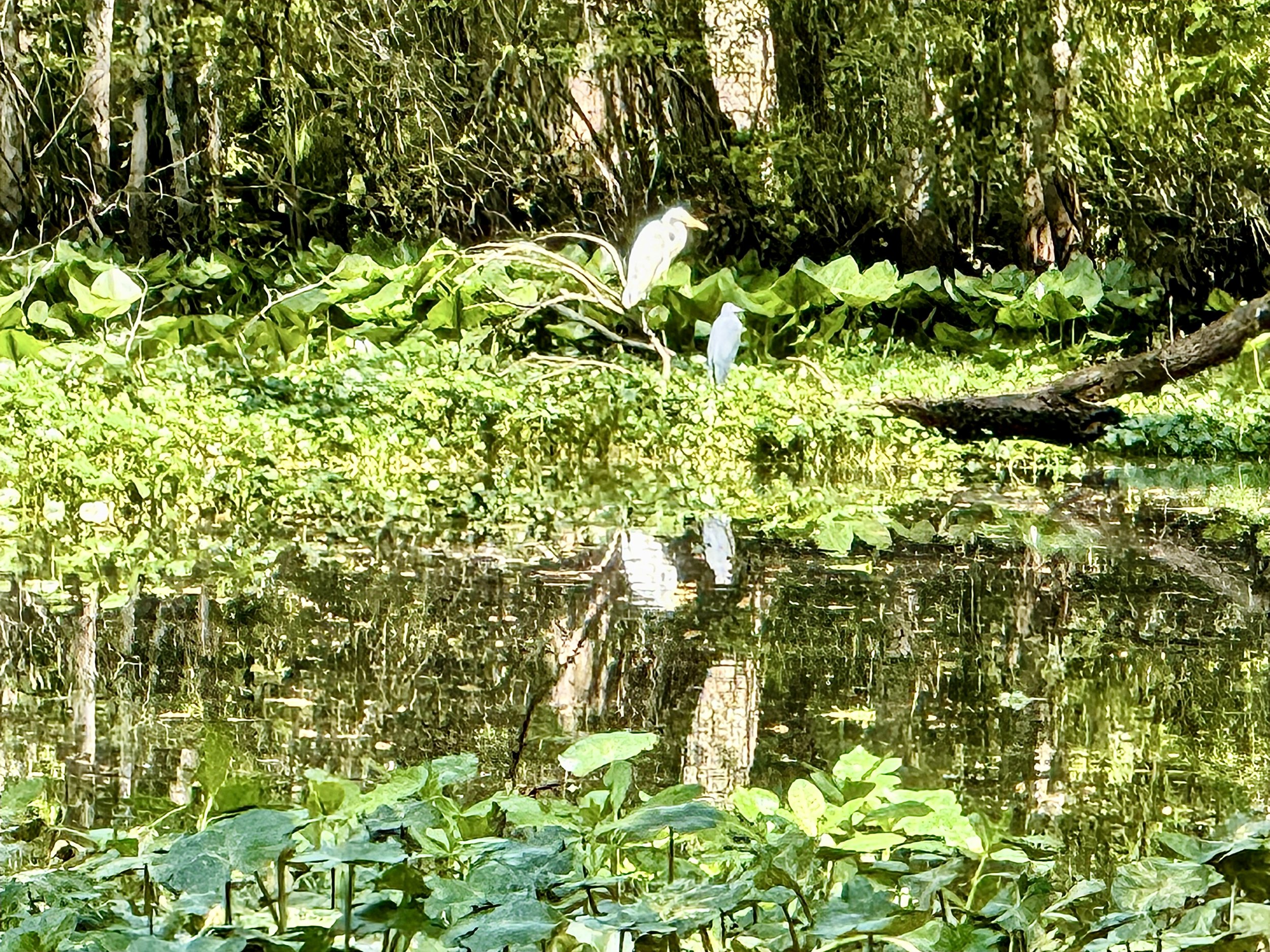 A swamp scene with a heron standing among dense green foliage, water lilies, and a fallen tree branch.