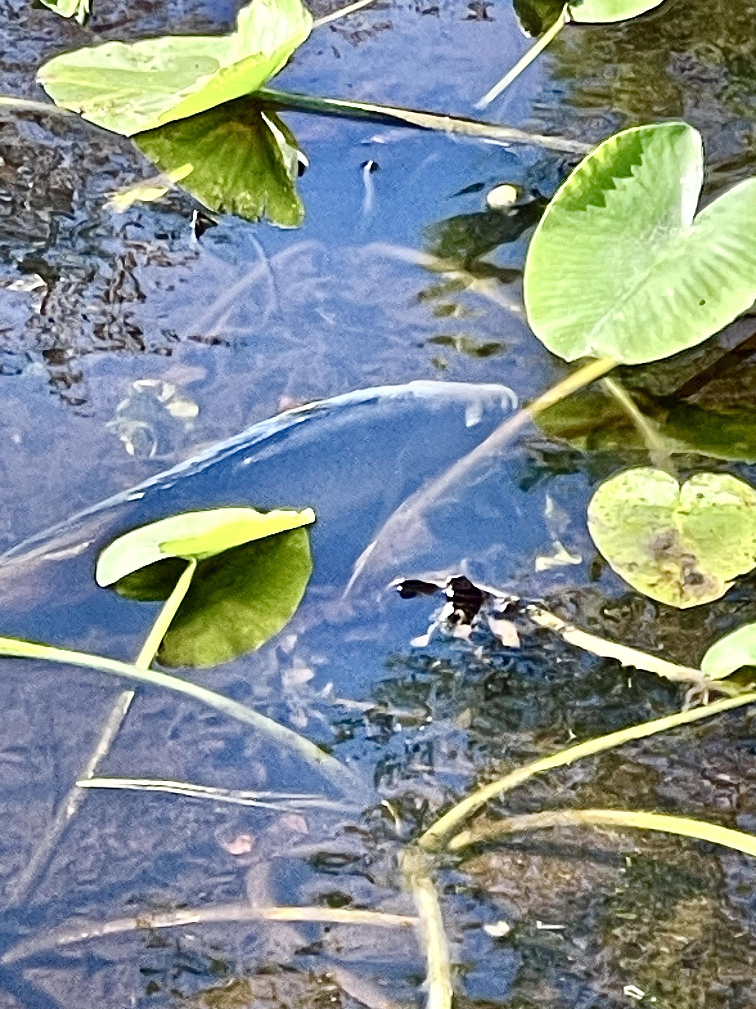 Close-up of water with green lily pads and yellow pond lilies floating on the surface.