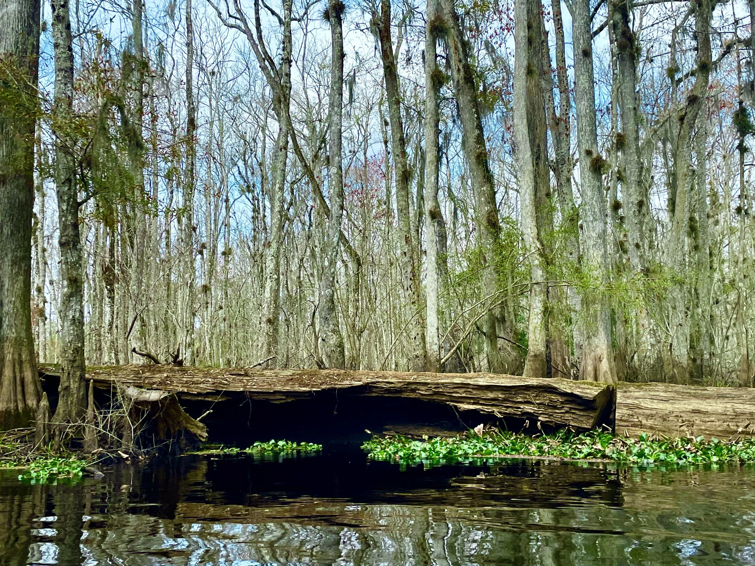 A fallen tree over a body of water in a forest with leafless trees and a partly cloudy sky.