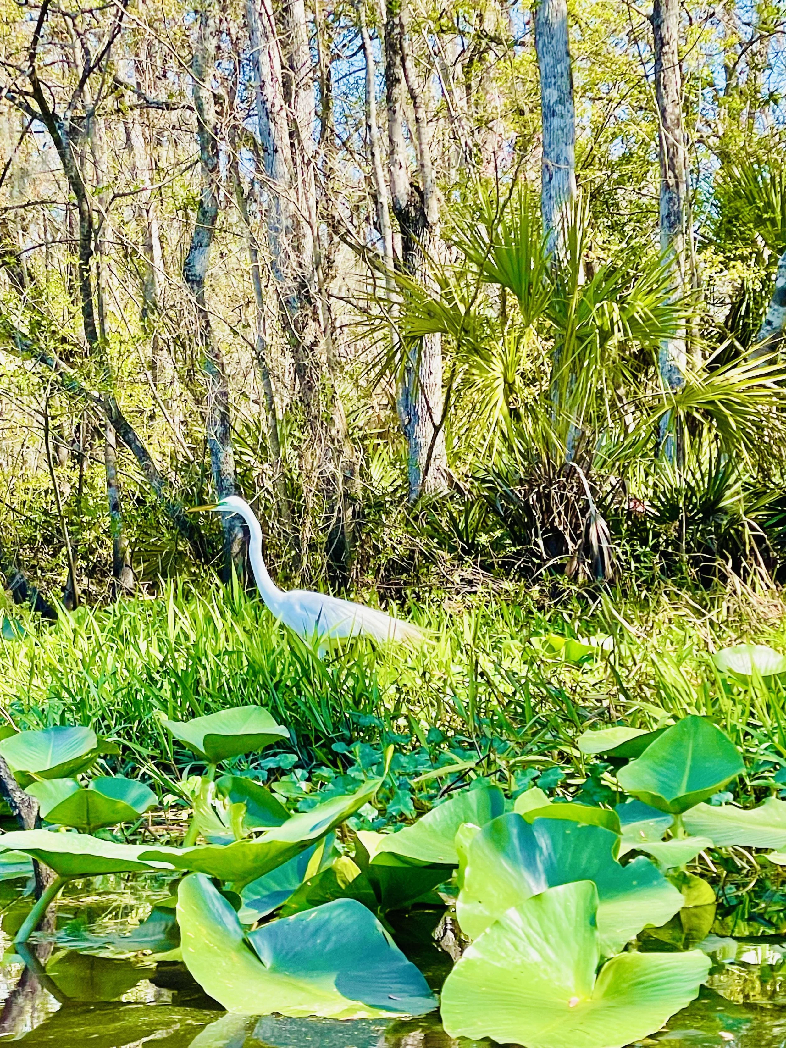 A heron standing among green water lilies and tall trees in a swamp.