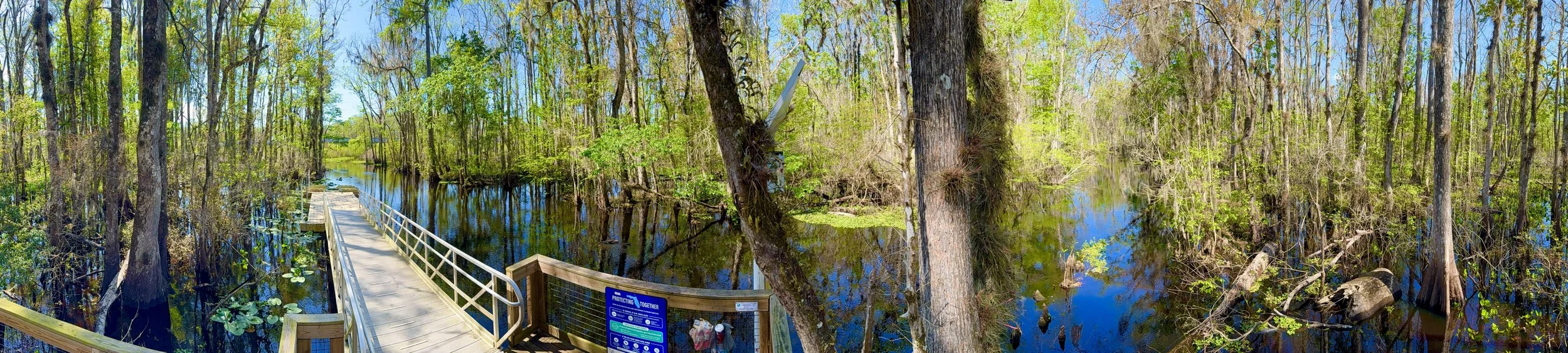 Wooden boardwalk over swampy wetland with tall trees and green foliage, blue sky, and water reflecting the surroundings.