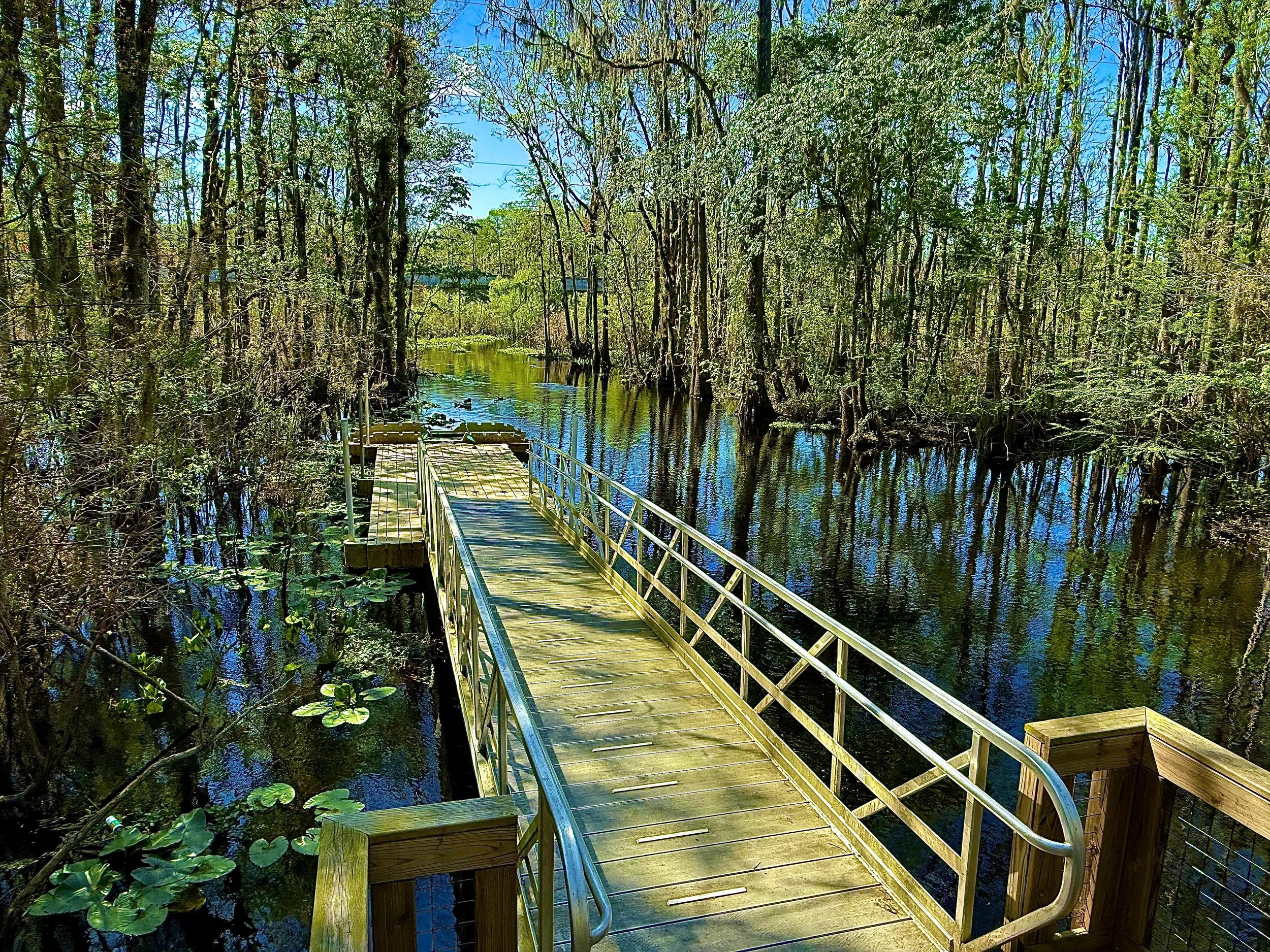 Wooden boardwalk over a swamp with tall green trees and blue water