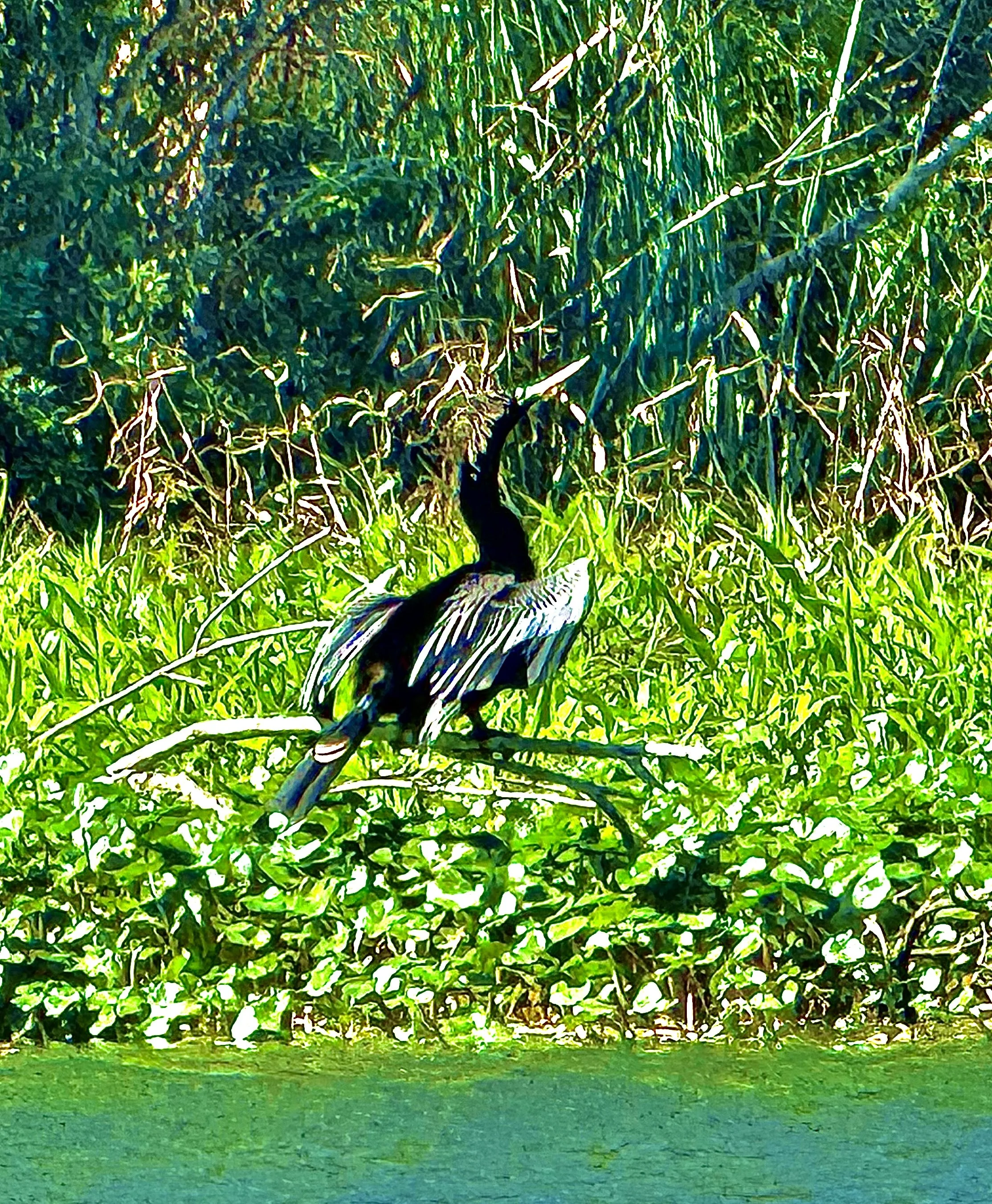 A loon bird standing on a branch amidst green foliage and tall grass, with sunlight illuminating the scene.