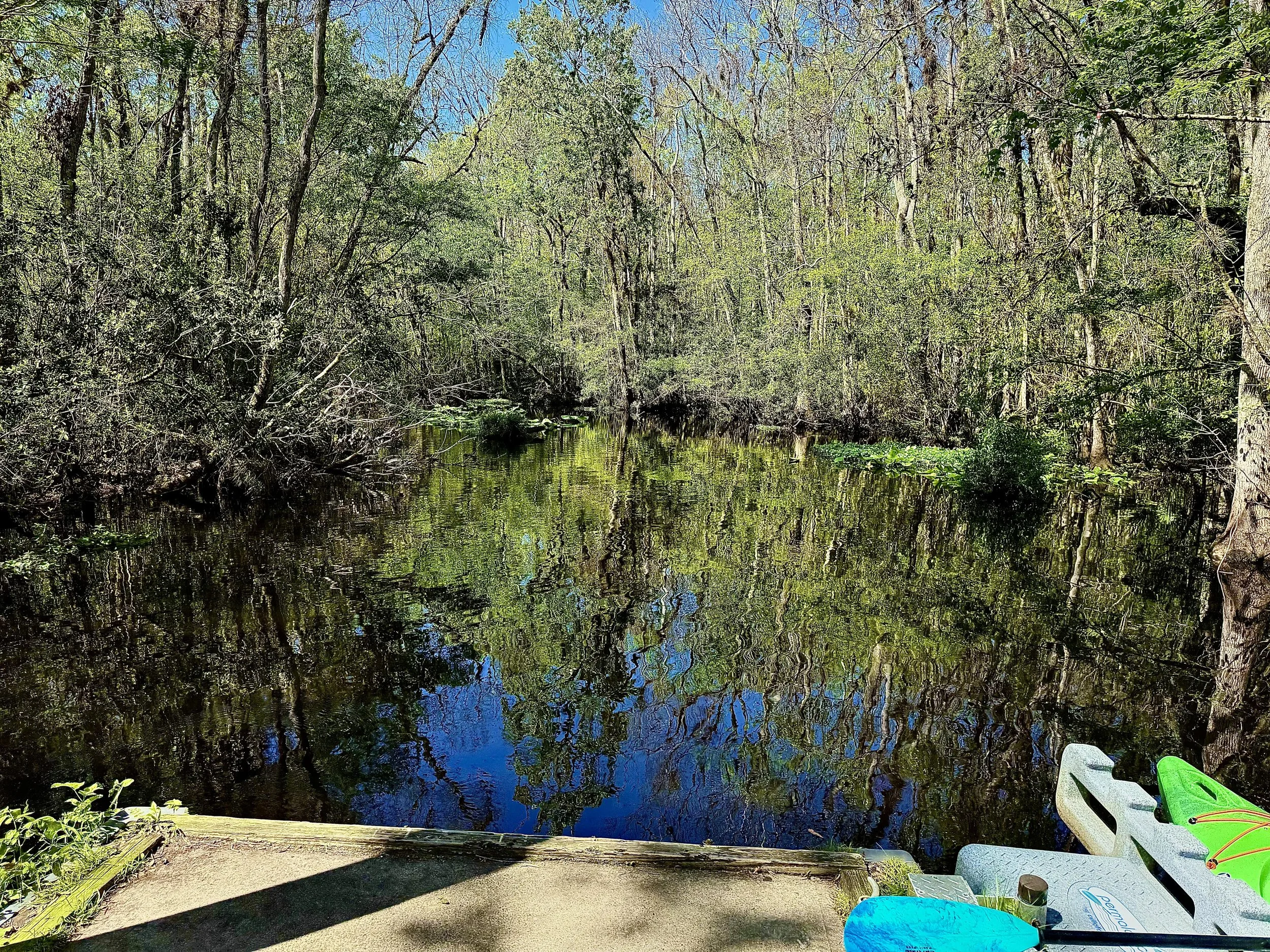 A serene swamp with still water reflecting trees and a clear blue sky, surrounded by lush green foliage, with a small dock or platform in the foreground.