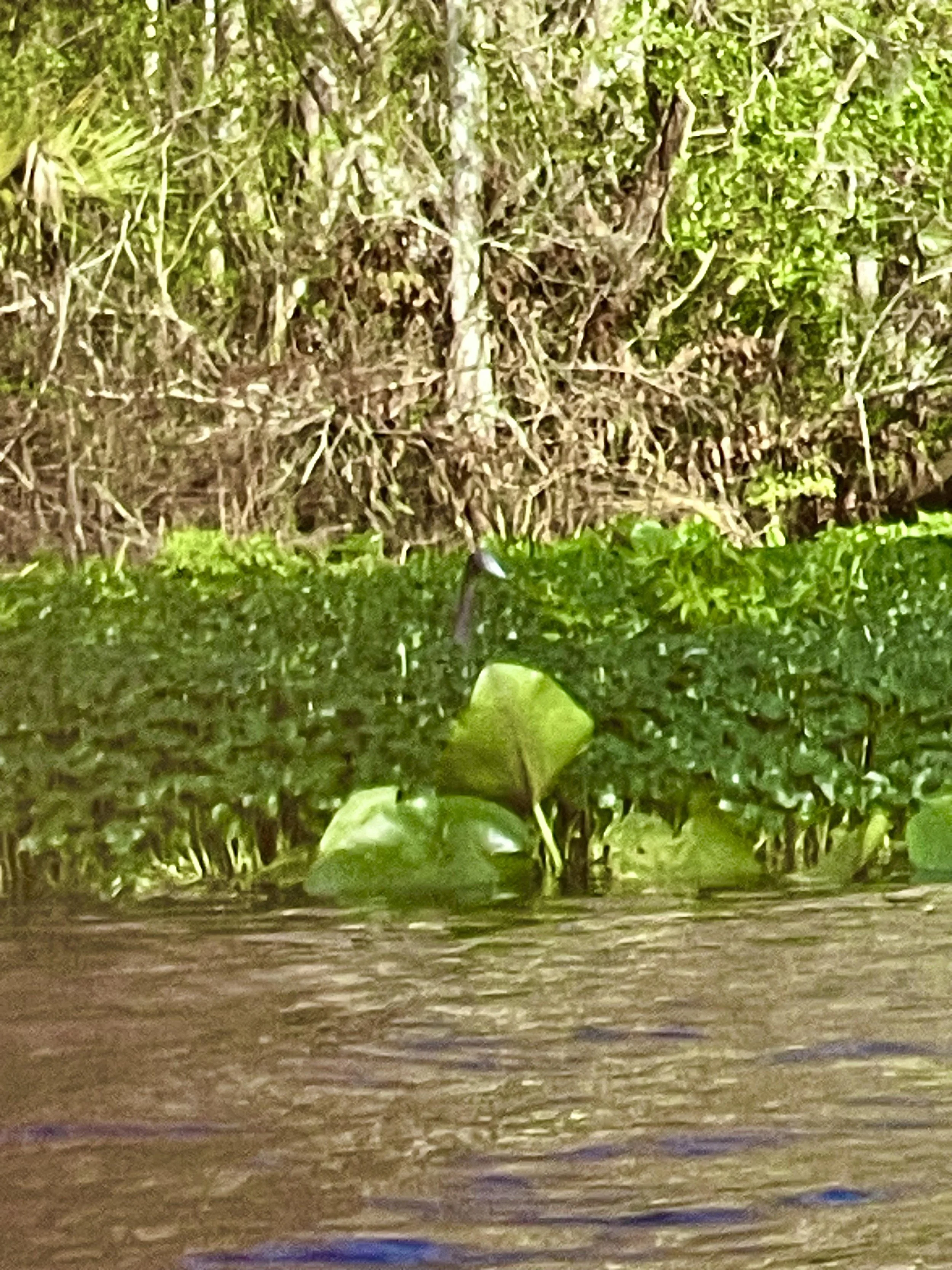 A frog is sitting on green plants near water with a dense bush and tree in the background.