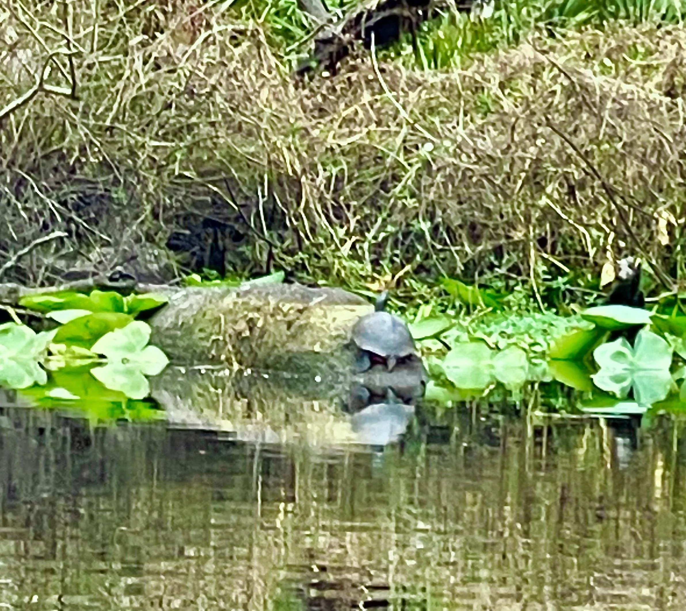 A turtle resting on a rock near water surrounded by green aquatic plants and brown foliage.