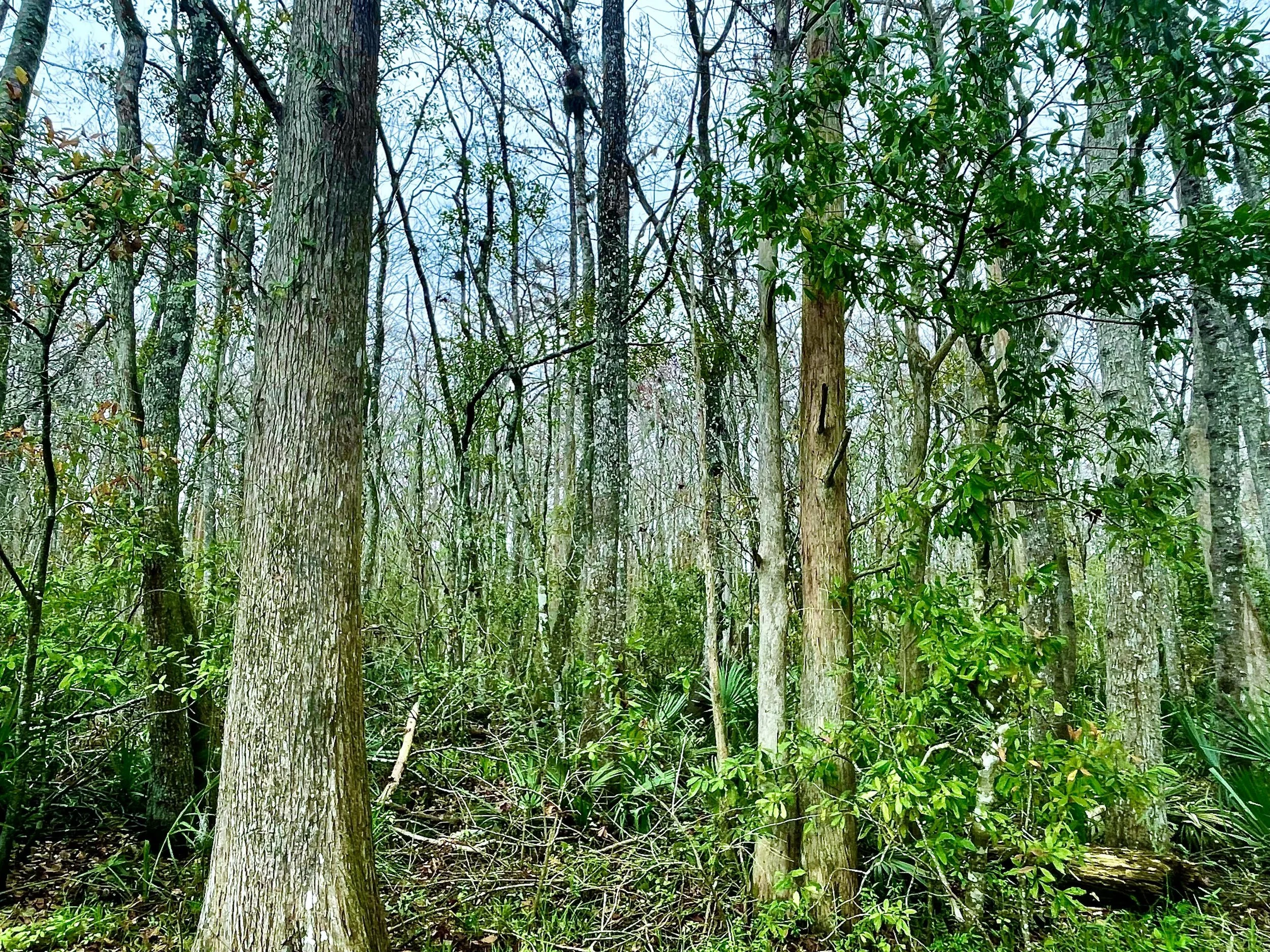 Dense forest with tall trees, green foliage, and undergrowth.