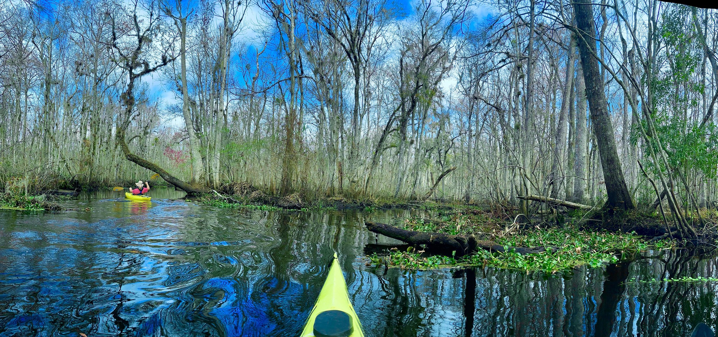A person kayaking through a calm, narrow waterway in a forest with leafless trees and green water plants on the water surface.