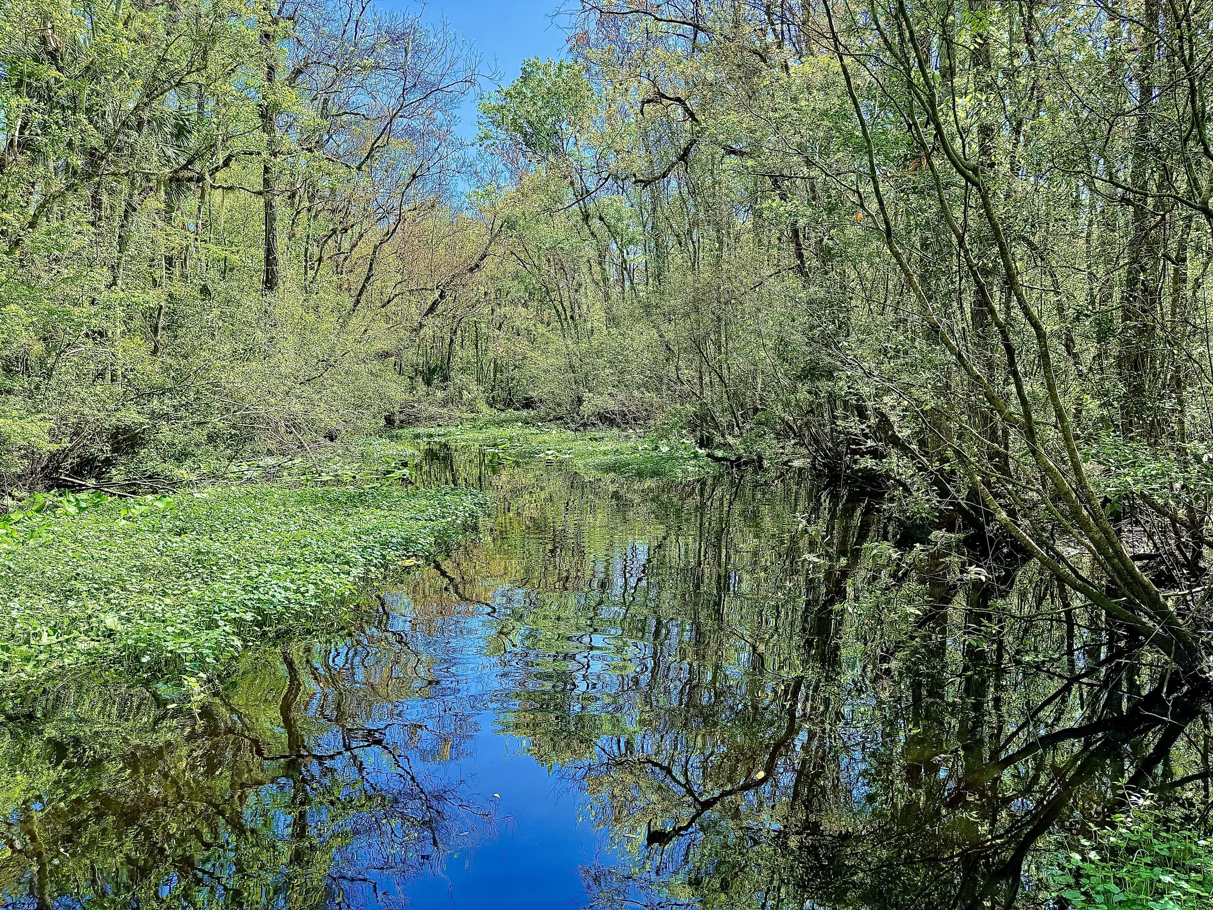 A peaceful creek flowing through a lush green forest with clear blue sky reflected in the water.